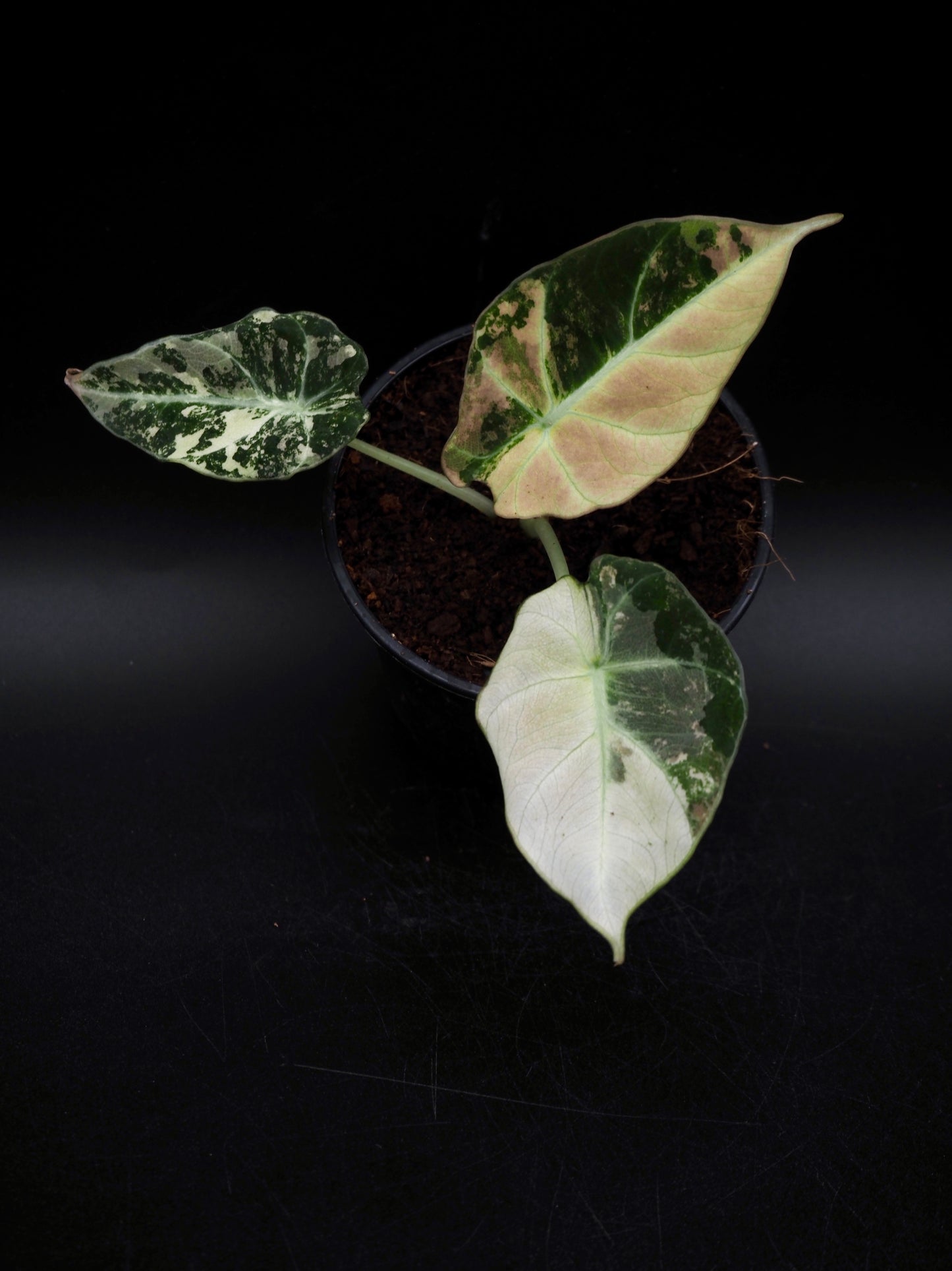 Alocasia Black Velvet Pink