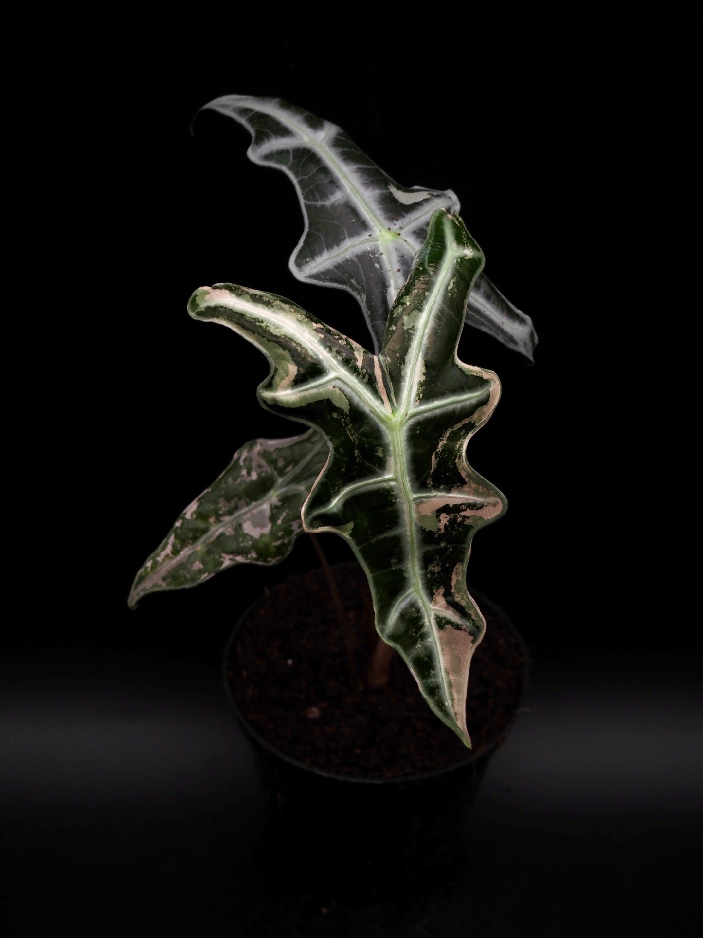 Alocasia Nobilis Pink