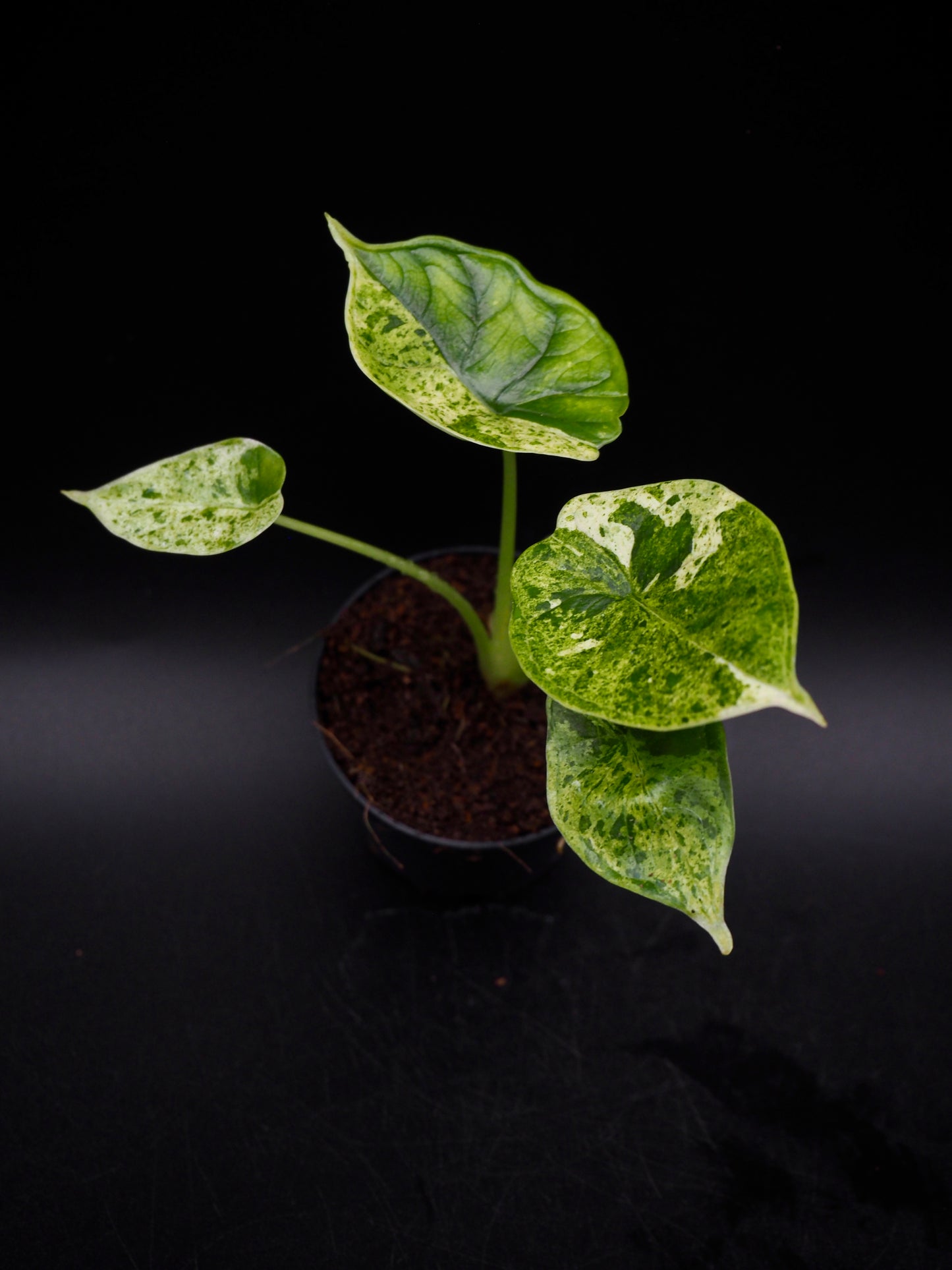 Alocasia Dragon Scale Menthe Variegata