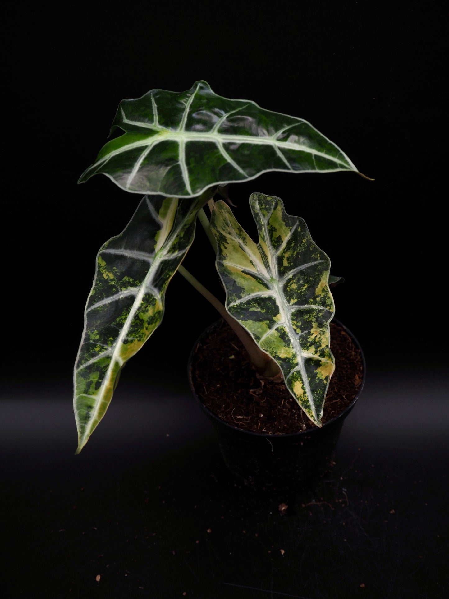 Alocasia Polly Aurea
