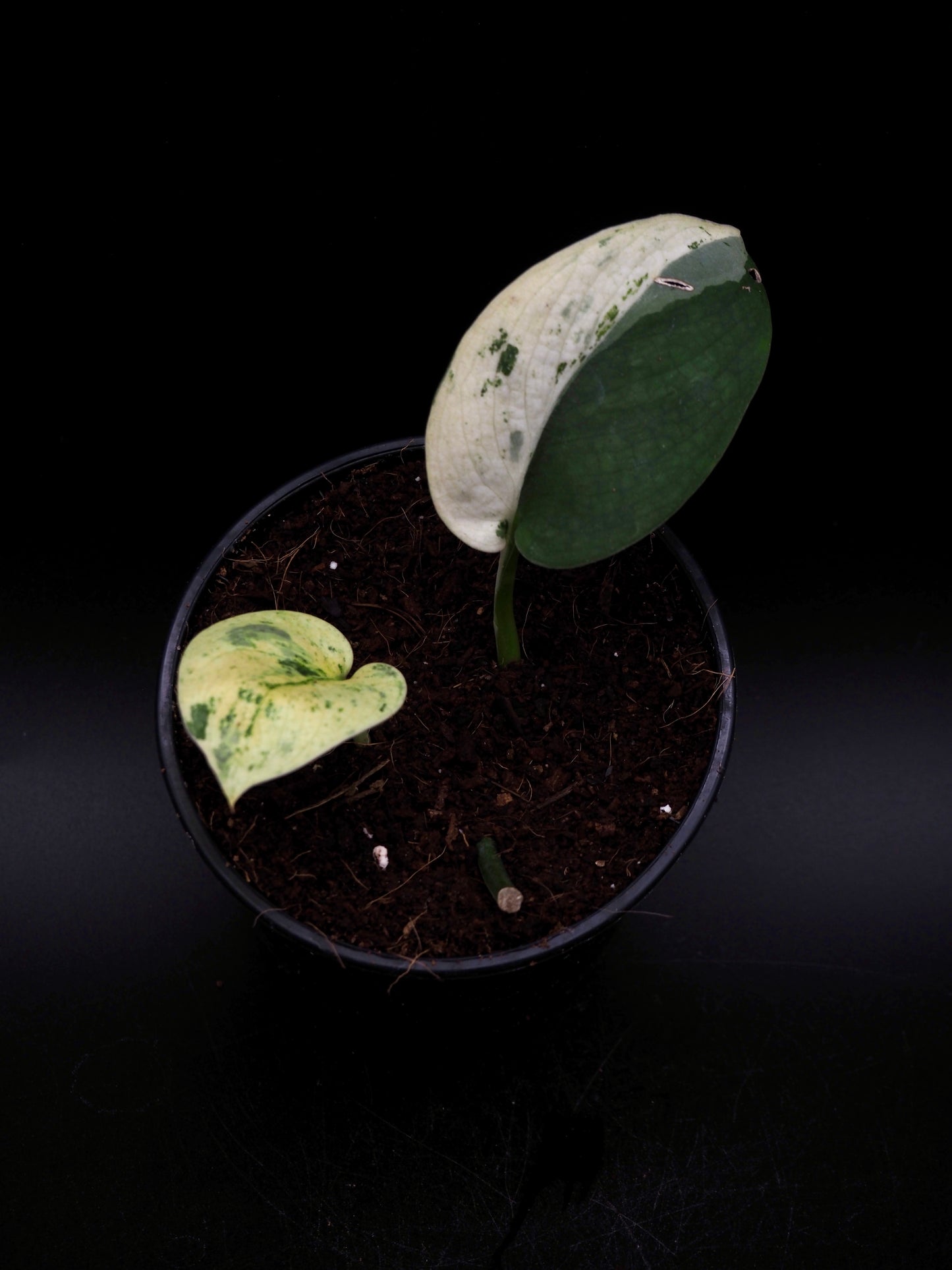 Scindapsus Jade Satin Marble