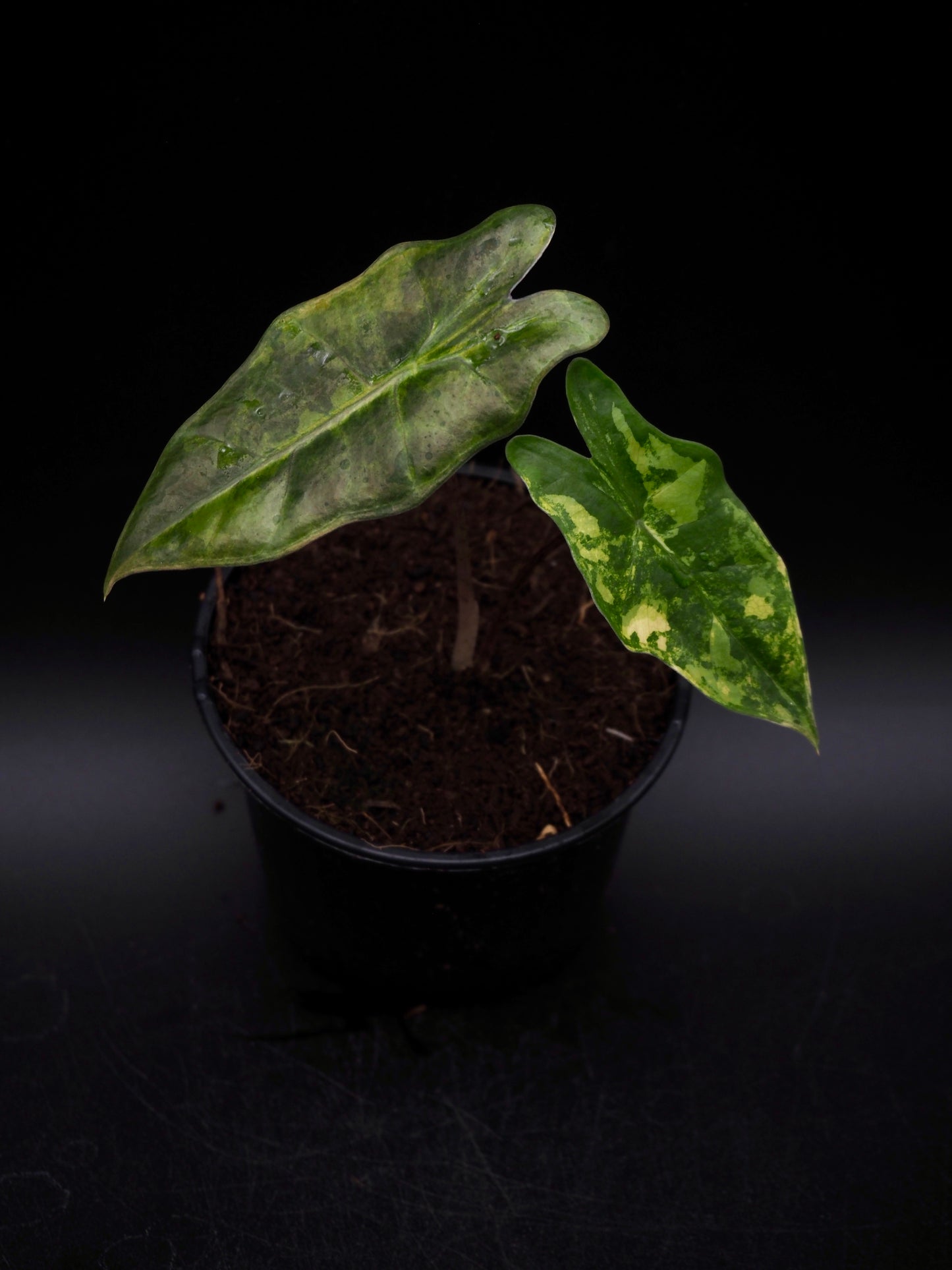 Alocasia Pseudo Sanderian Aurea Variegata