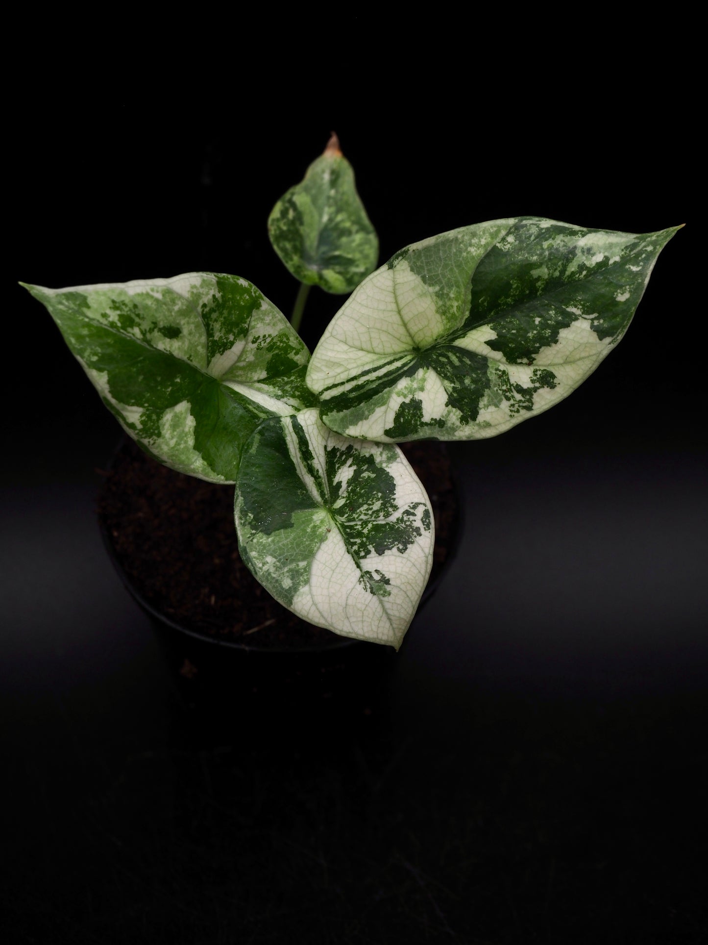 Alocasia Sinuata Albo
