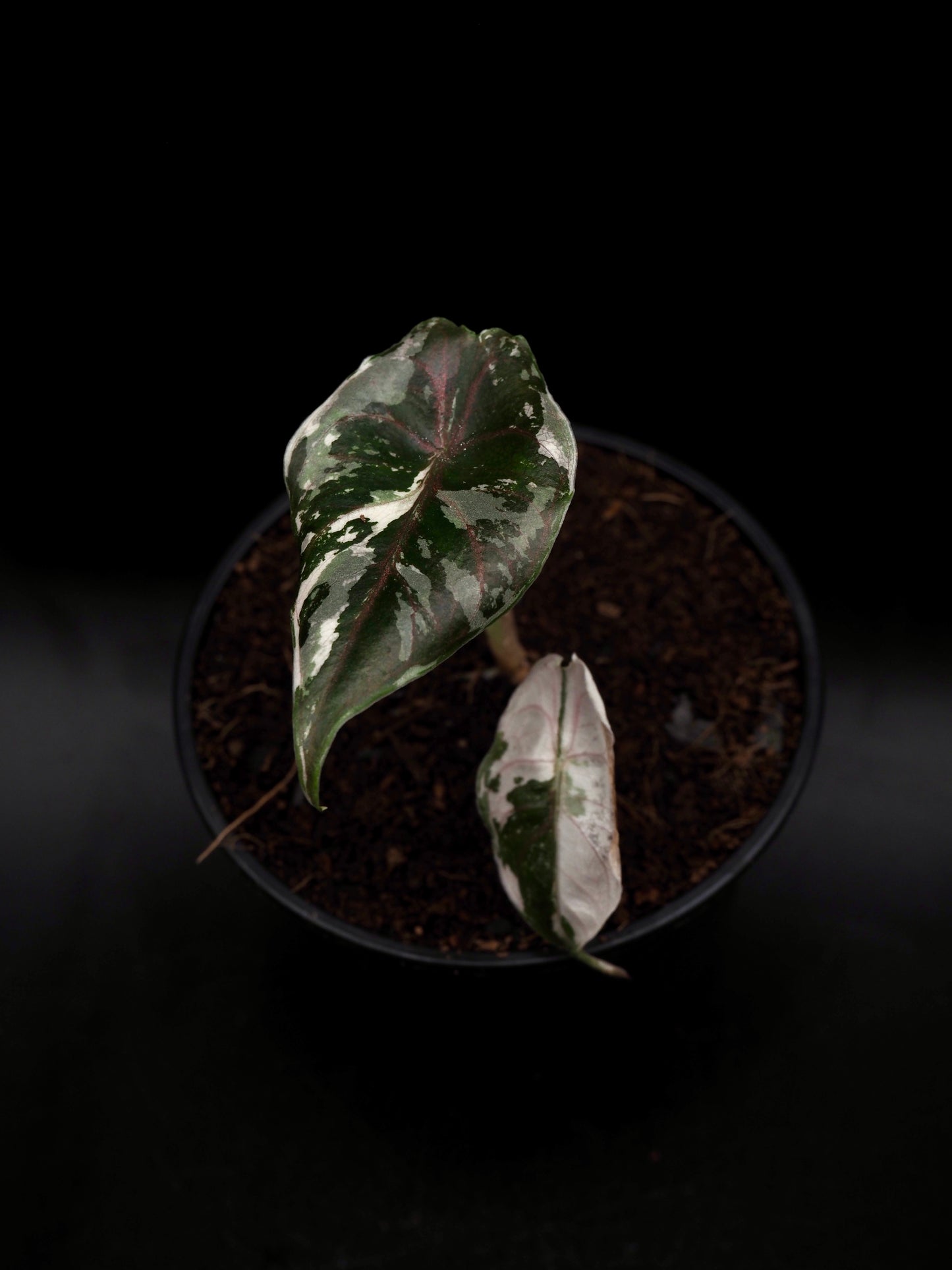 Alocasia Azlanii Pink