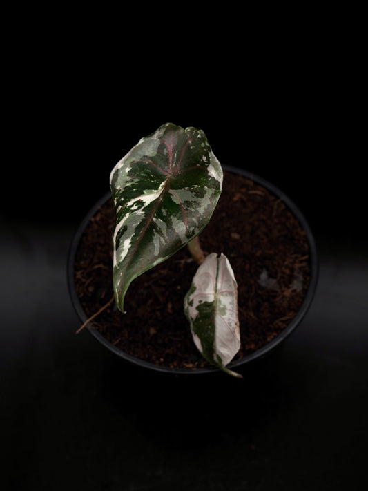 Alocasia Azlanii Pink