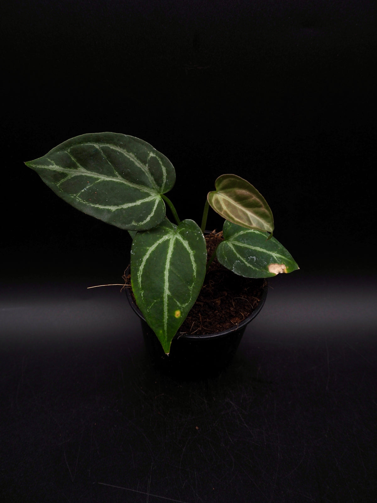Anthurium Greige x Docblockf2 x  (Sweetlove x Pedatoradiatum Variegata)