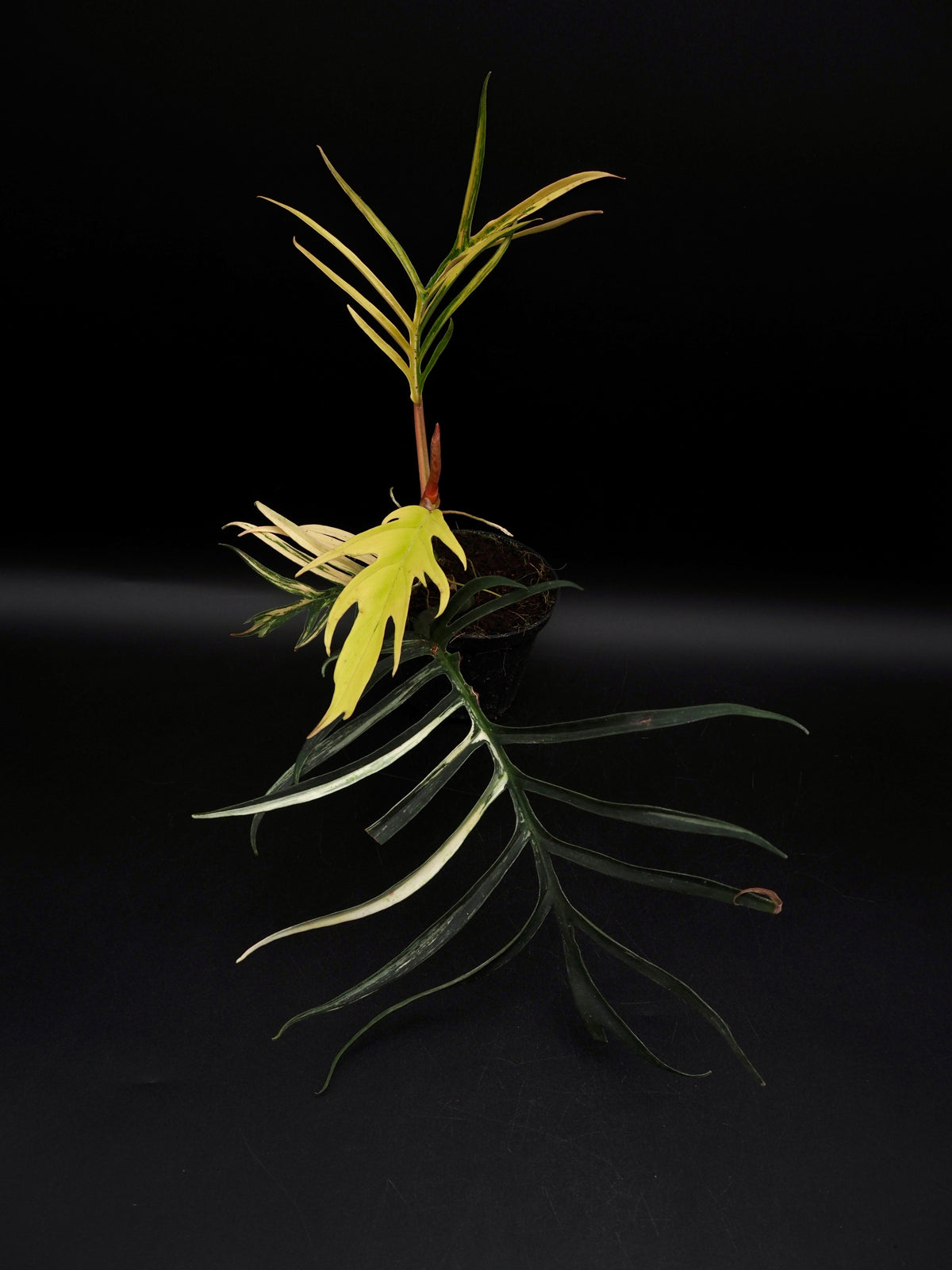 Philodendron Tortum Aurea