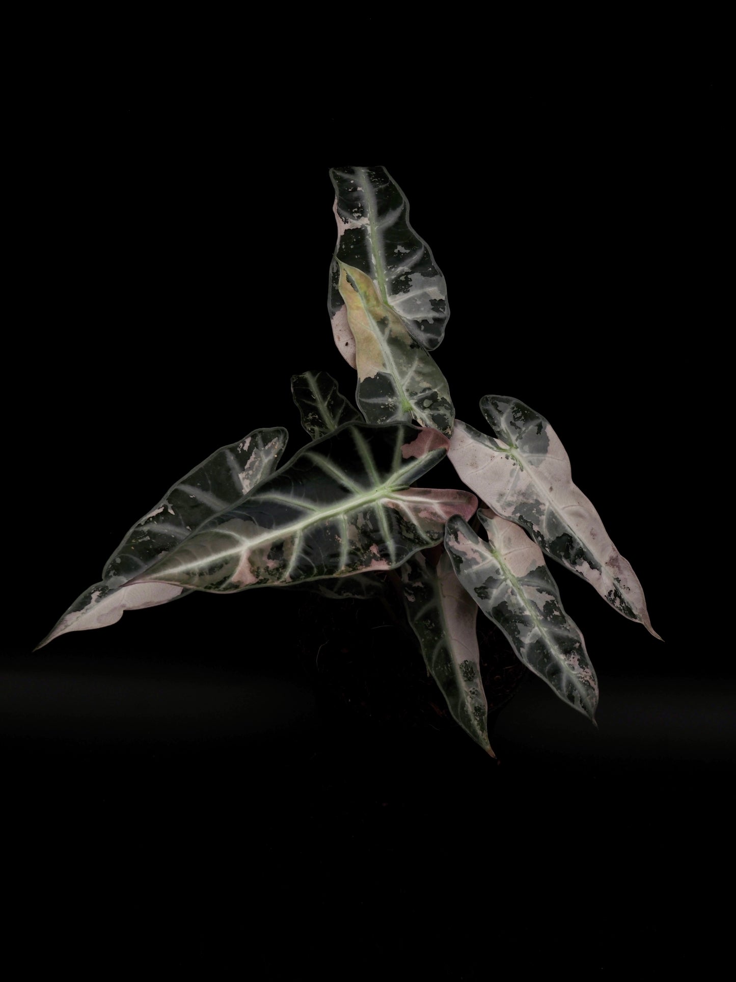 Alocasia Bambino Pink XXL