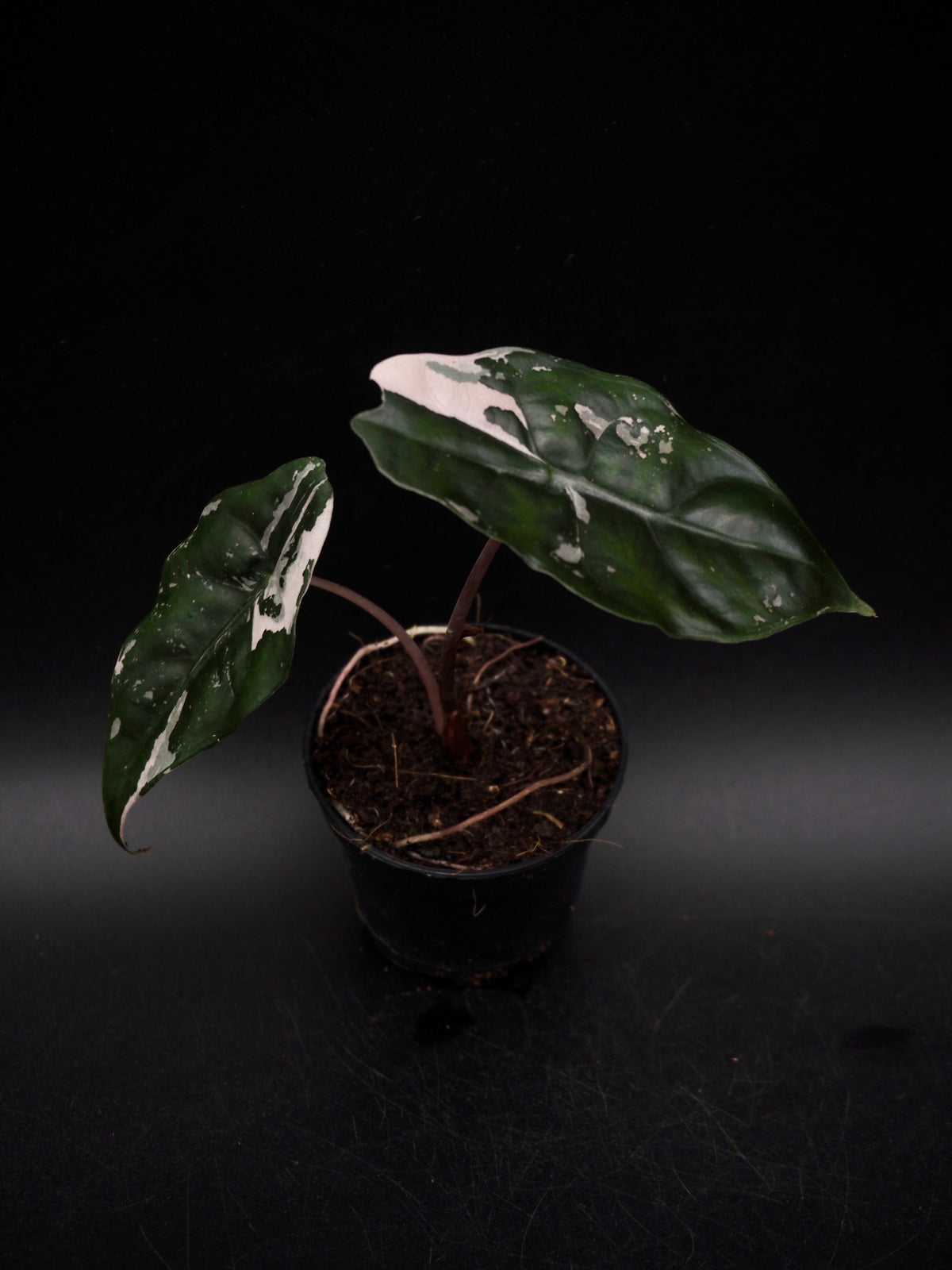 Alocasia Chantrieri Pink Variegata
