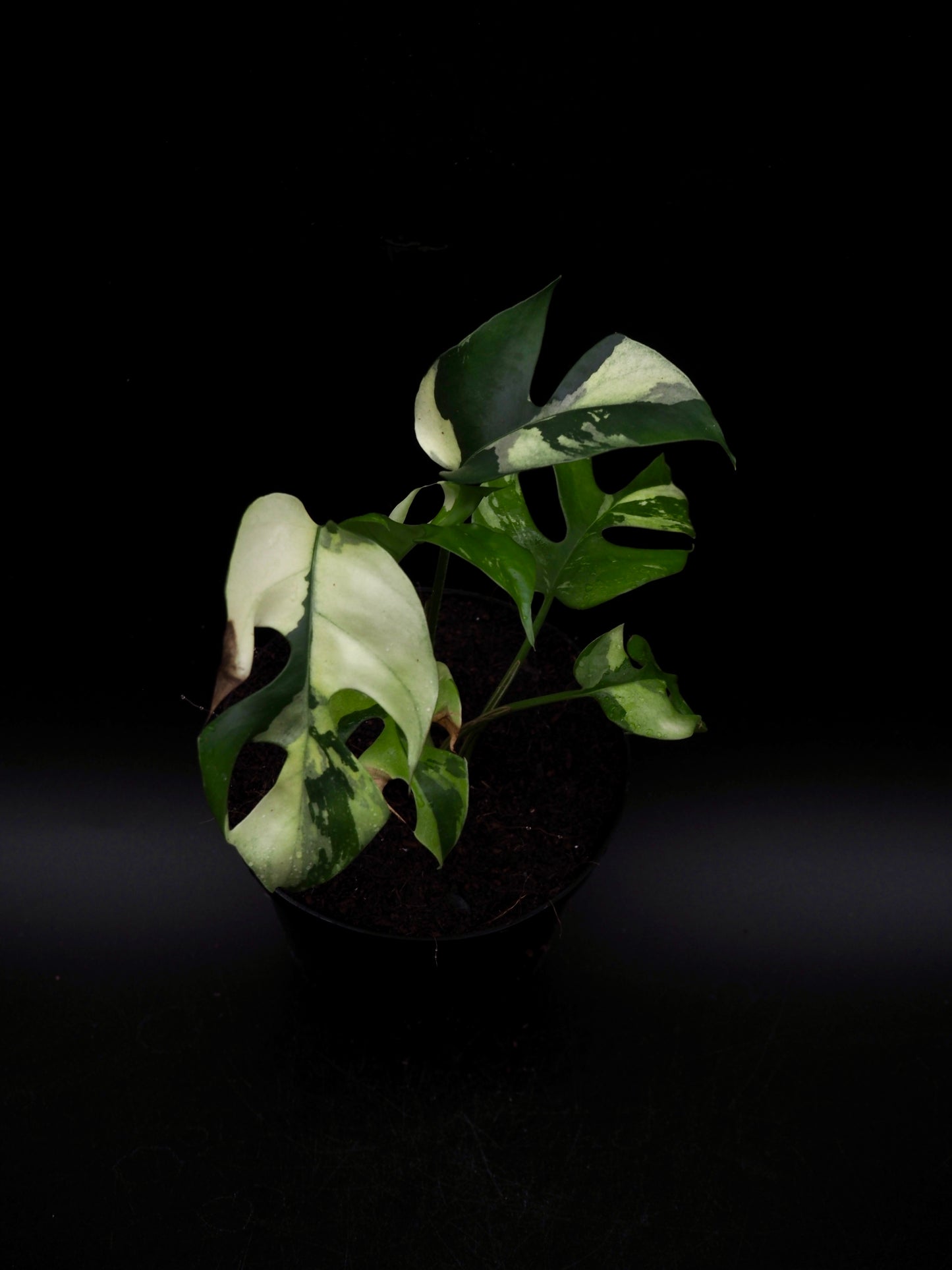 Rhaphidophora Tetrasperma Variegata