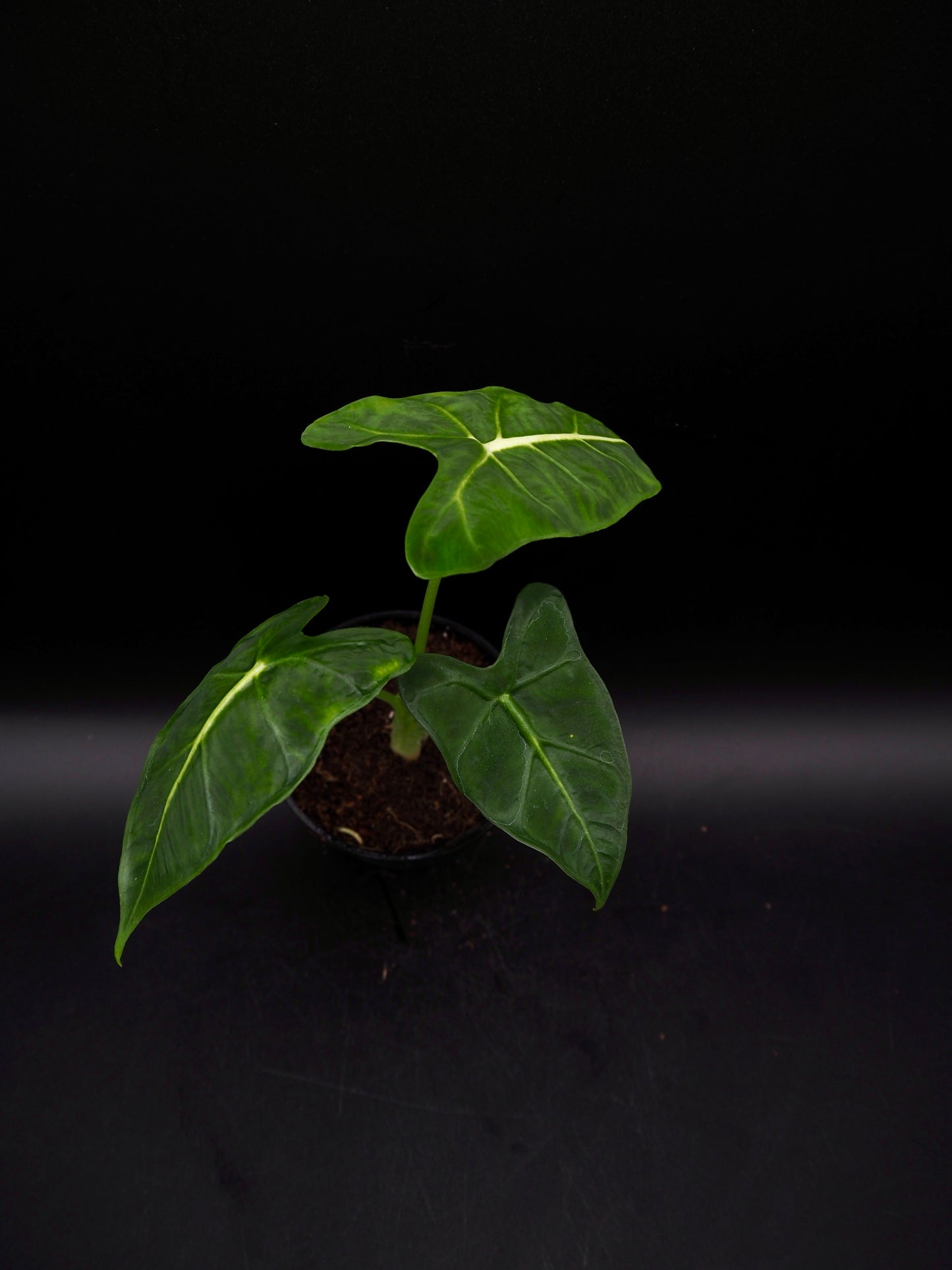 Alocasia Frydek Tatoo