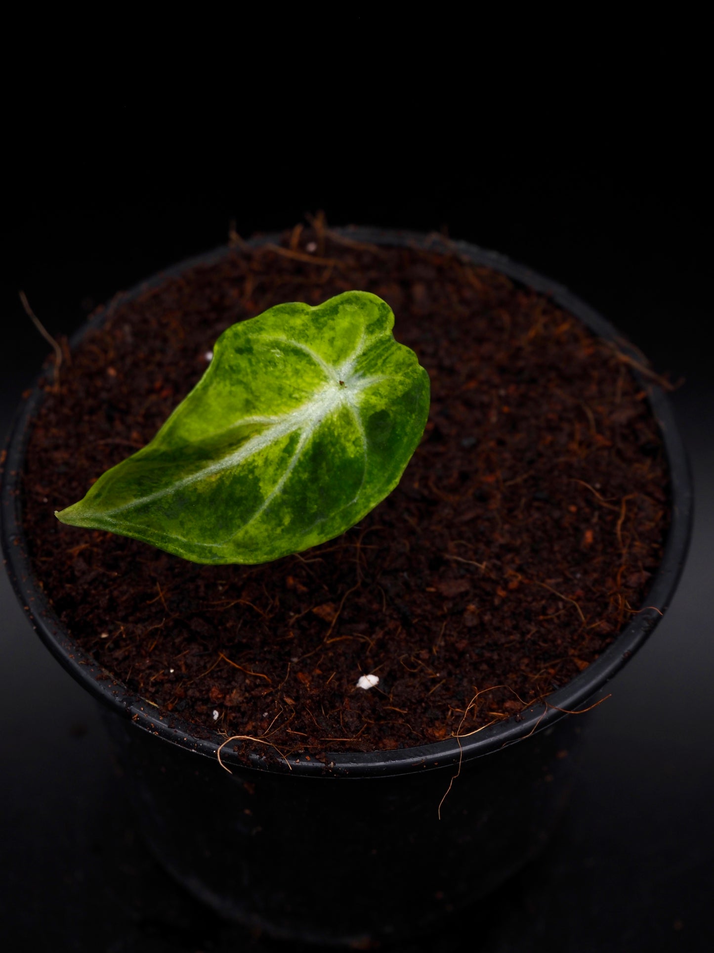 Alocasia Ninja Aurea