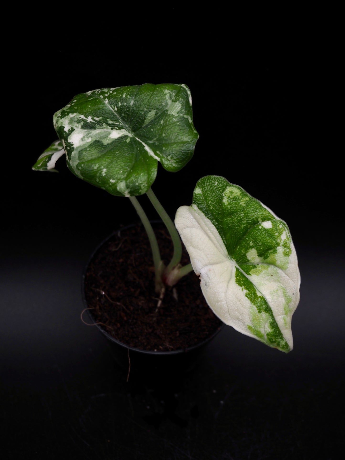 Alocasia Melo Albo