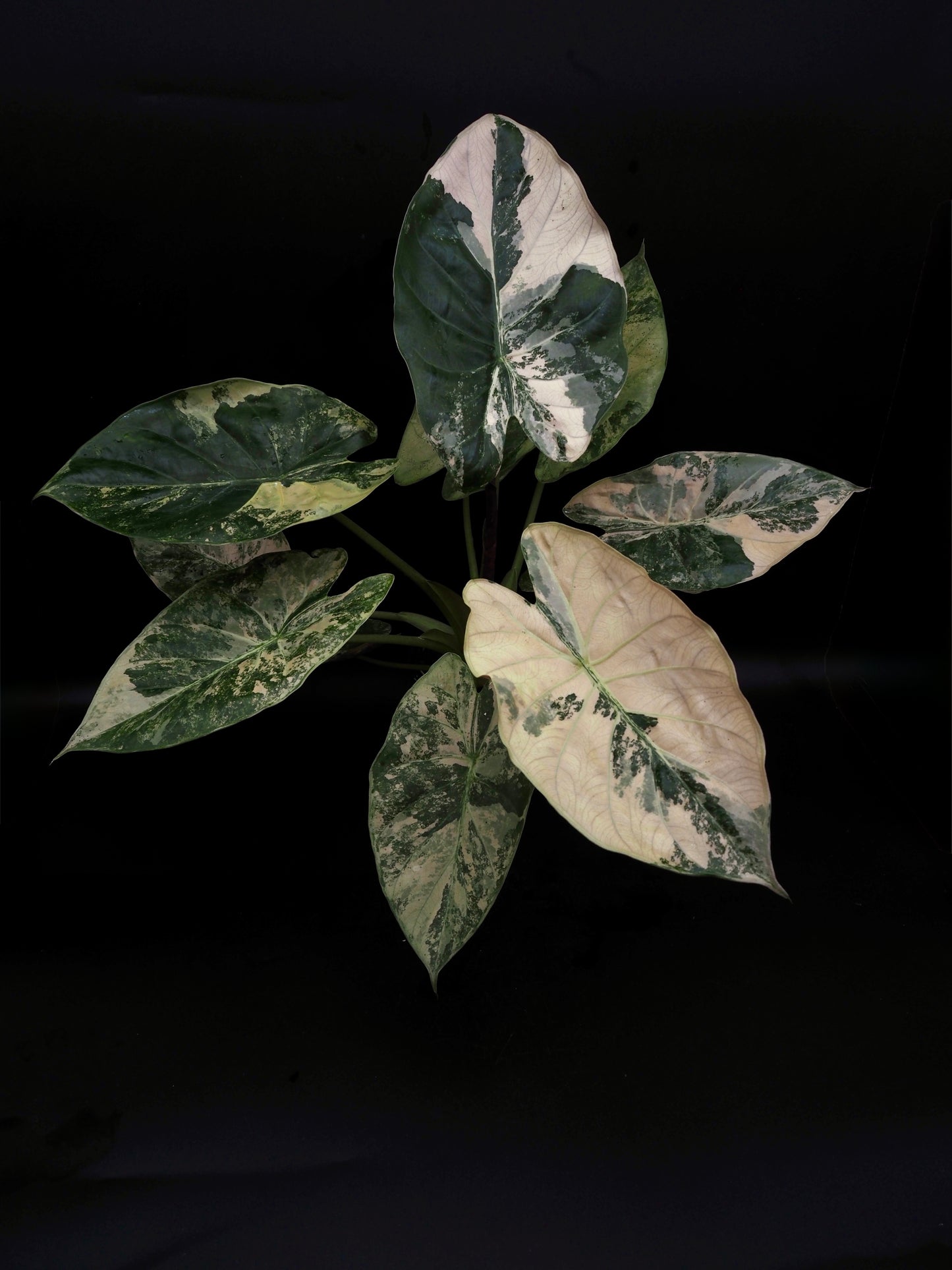 Alocasia Wentii Albo/Pink