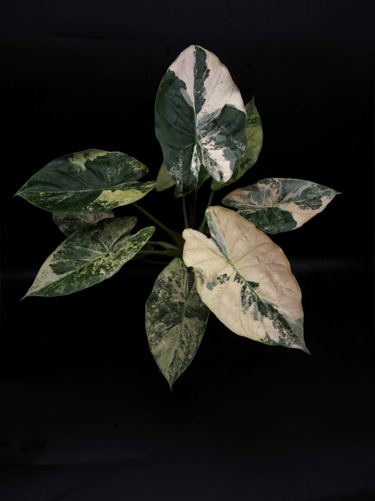 Alocasia Wentii Albo/Pink