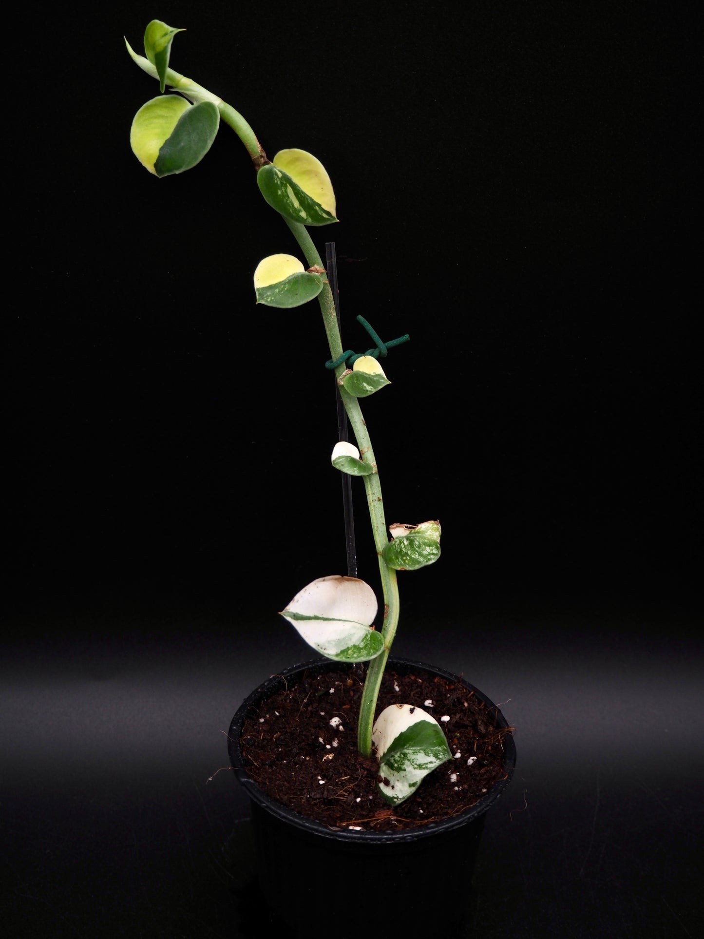 Rhaphidophora Hayi Variegata