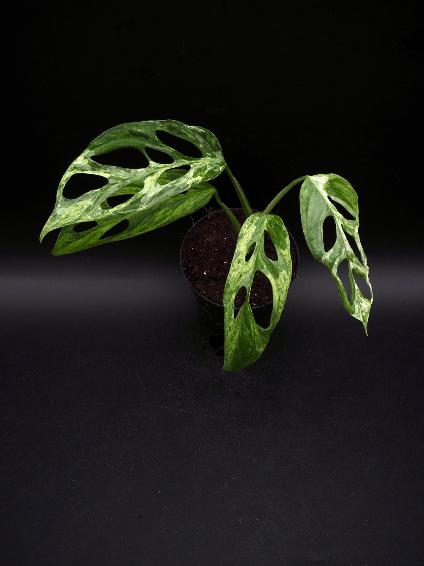 Monstera Adansonii Marbre indonésien