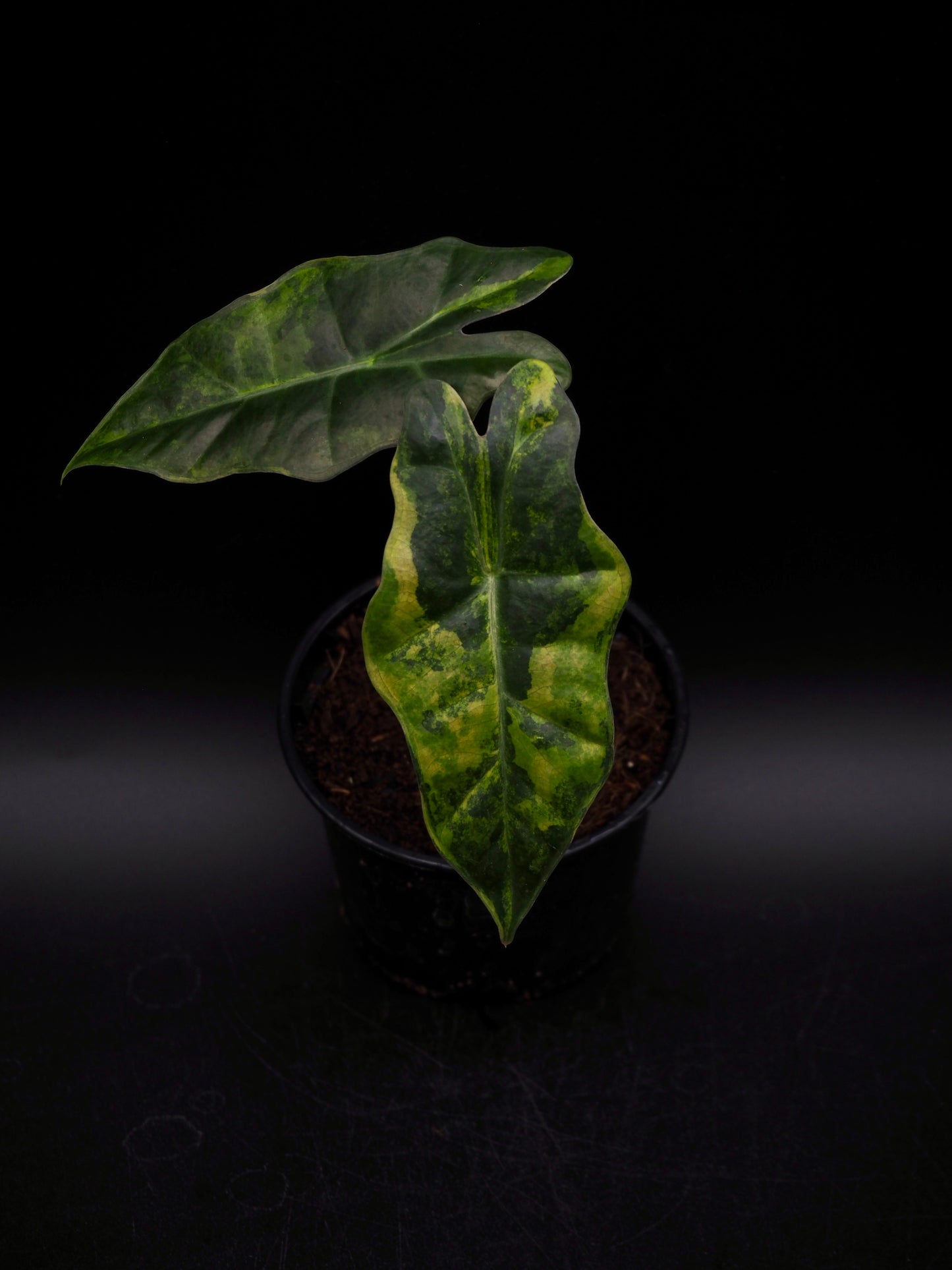 Alocasia Pseudo Sanderian Aurea Variegata