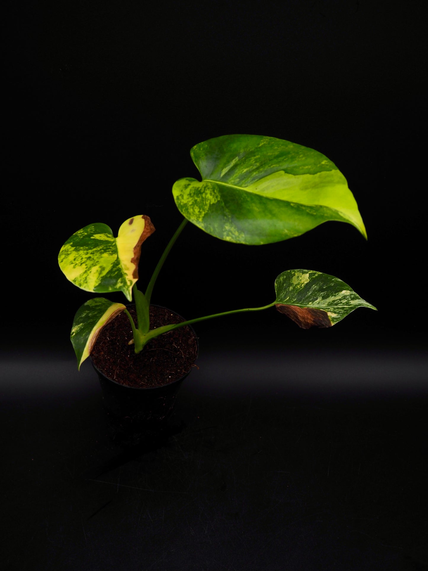 Monstera Yellow Marylin