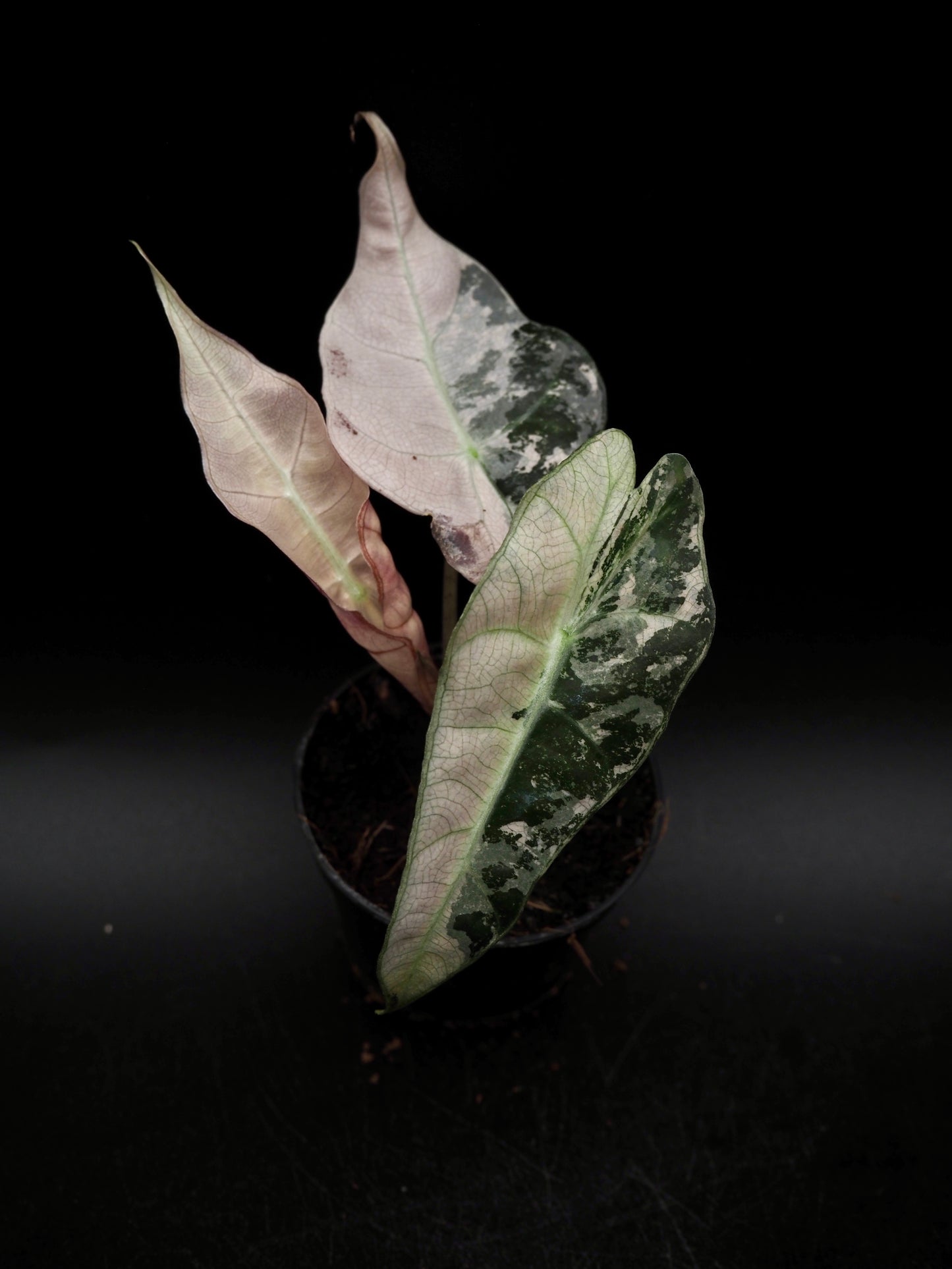 Alocasia Polly Rose Variegata