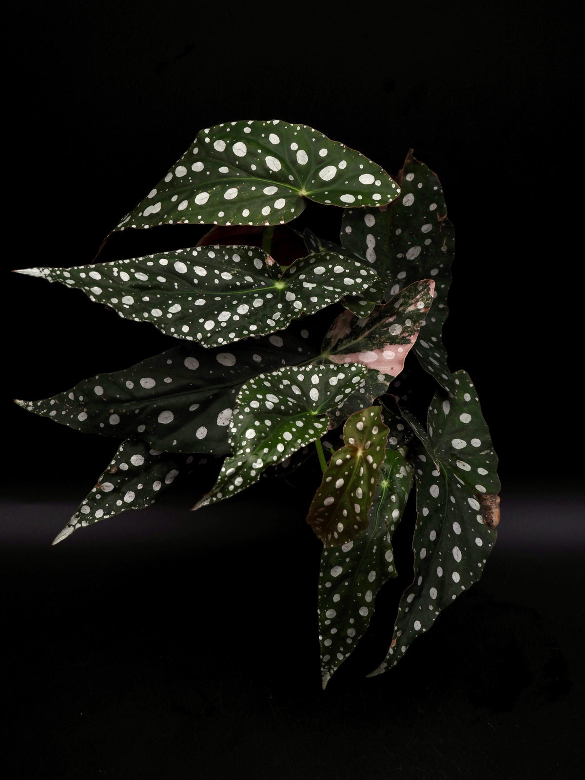 Begonia Maculata Pink Variegata