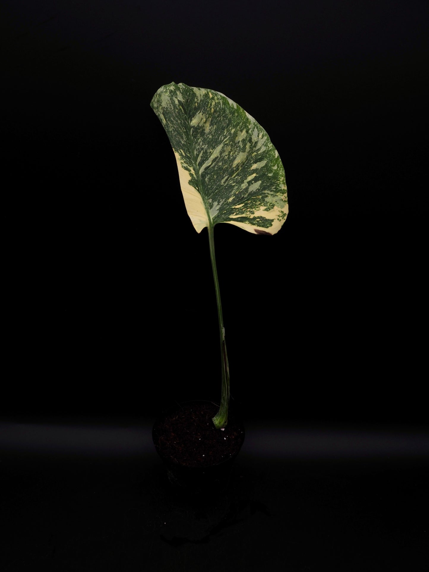 Monstera Thai Constellation Legacy