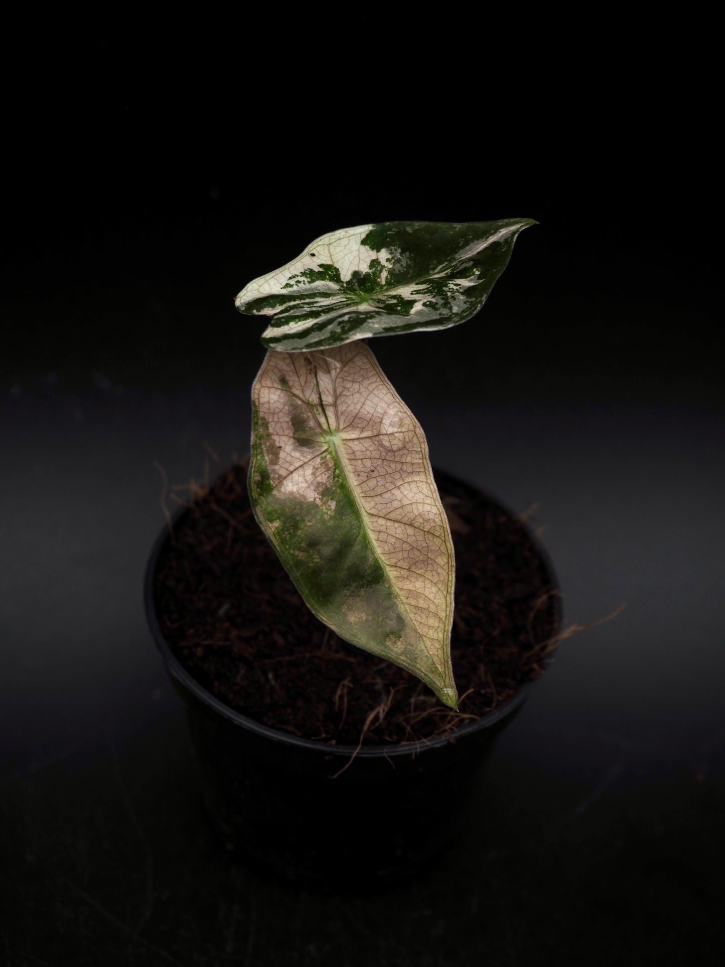 Alocasia Pseudo Sanderiana Pink