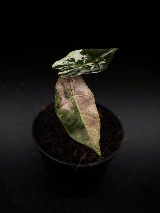 Alocasia Pseudo Sanderiana Pink