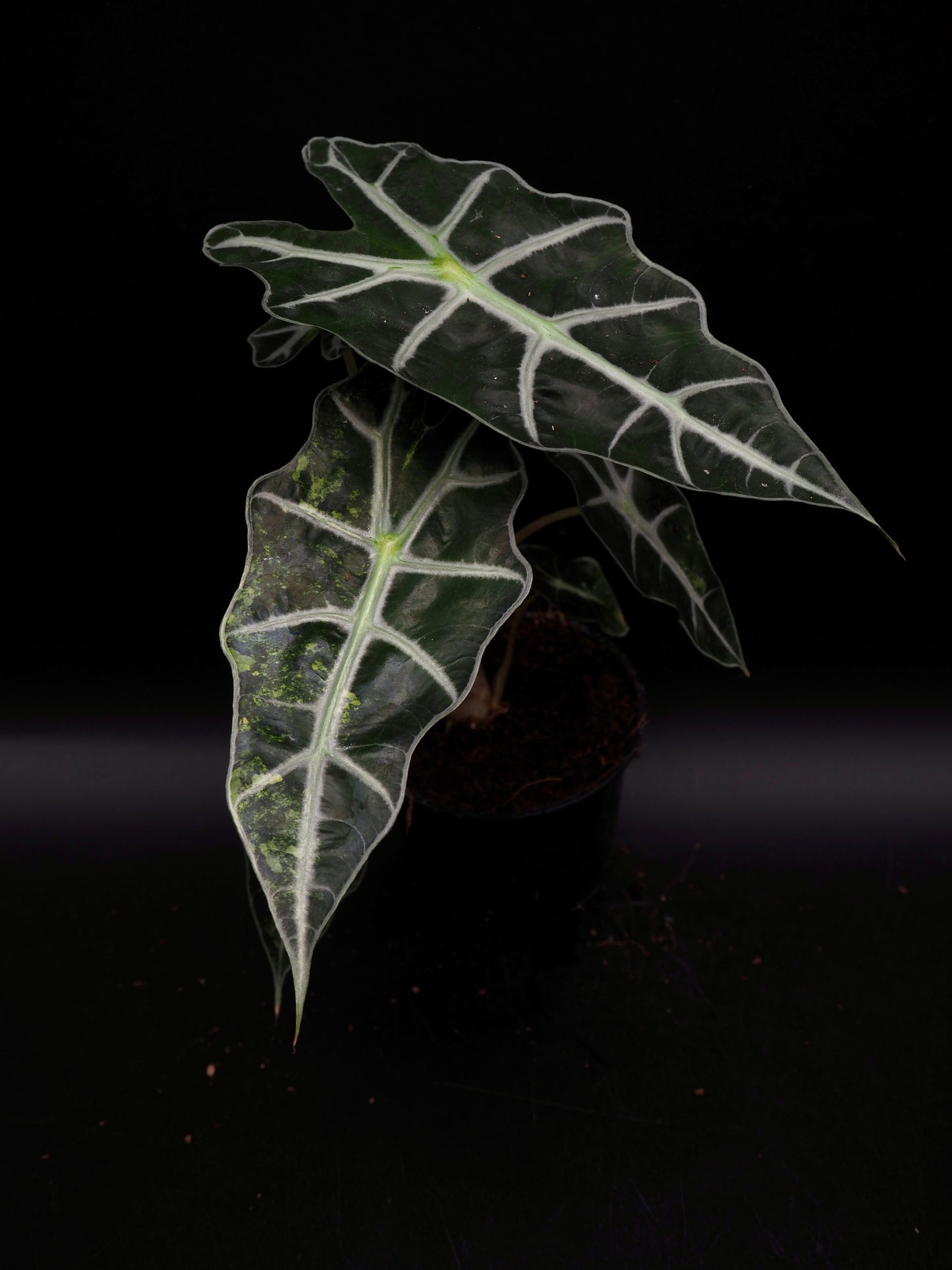 Alocasia Polly Aurea