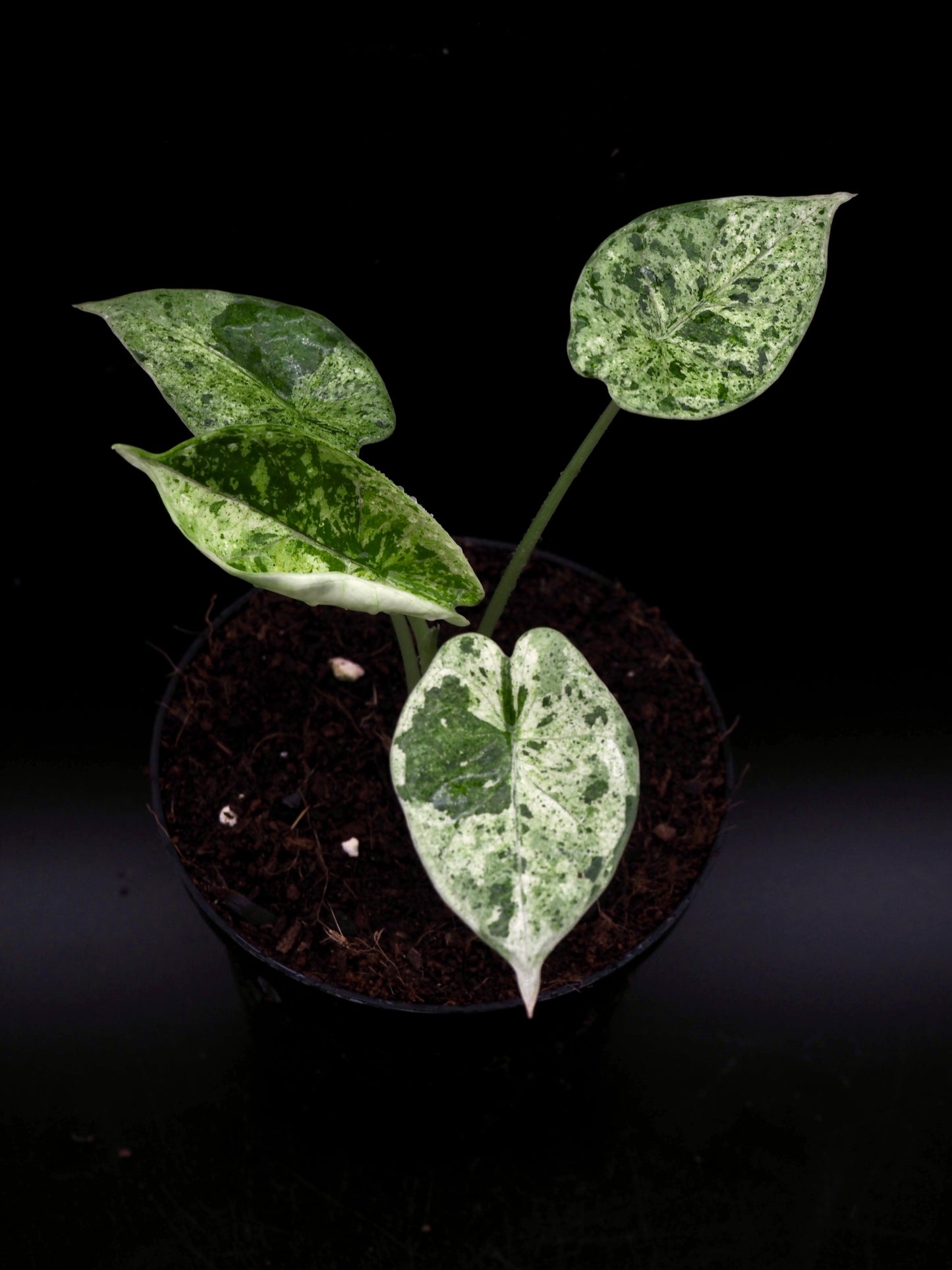 Alocasia Dragon Scale Mint Variegata