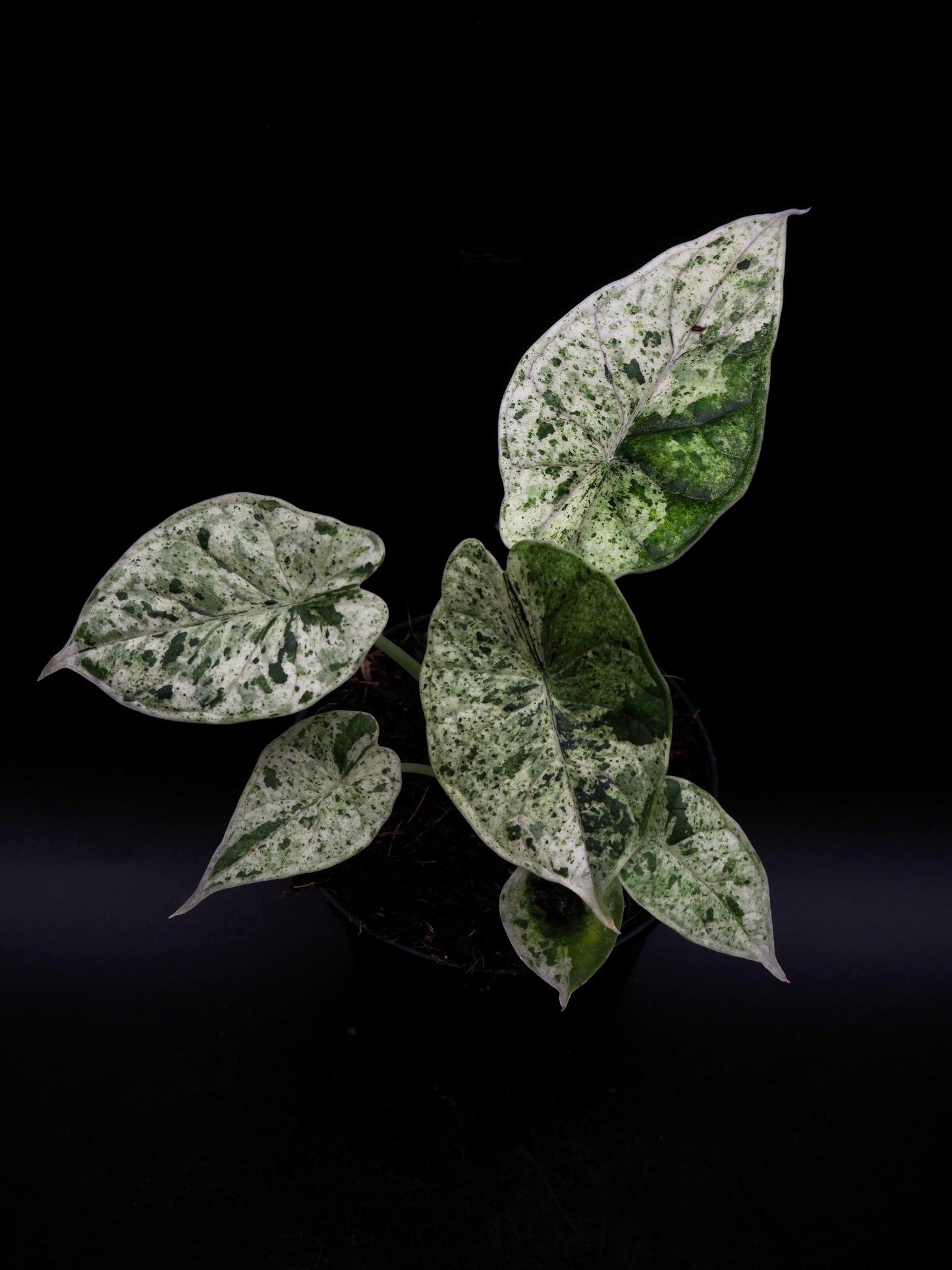 Alocasia Dragon Scale Mint Variegata