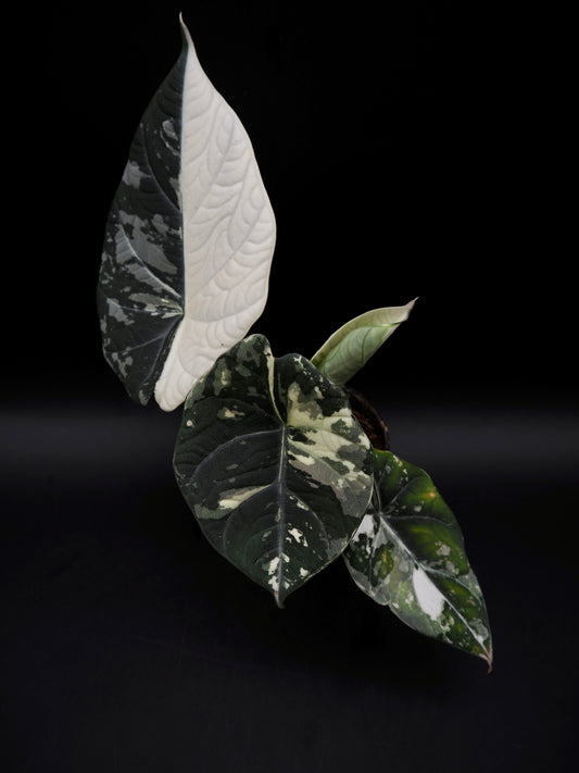 Alocasia Maharani Albo Variegata