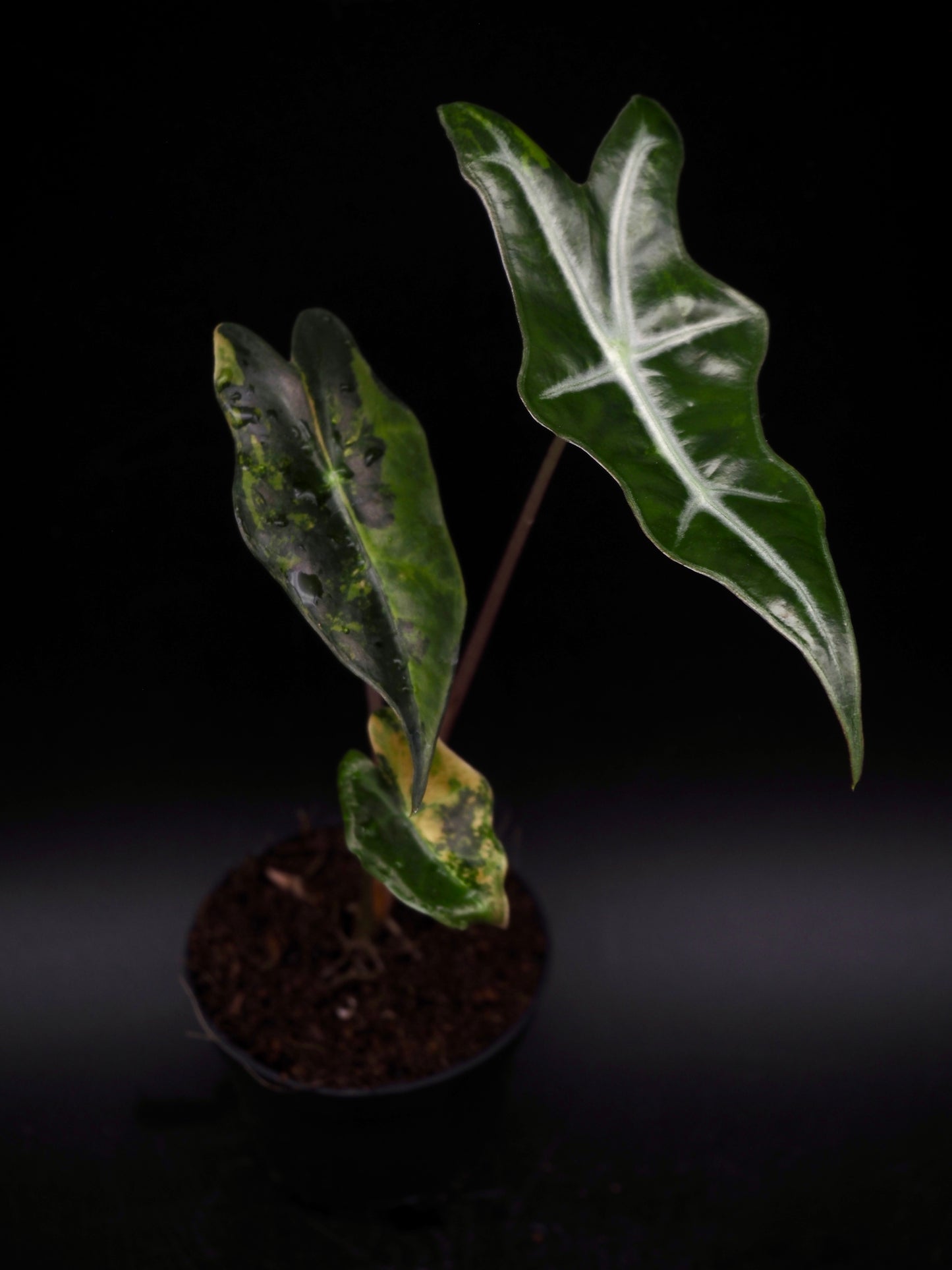 Alocasia Nobilis Aurea