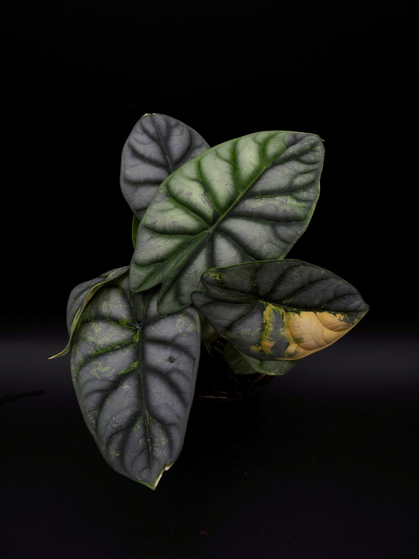 Alocasia Silver Dragon Aurea