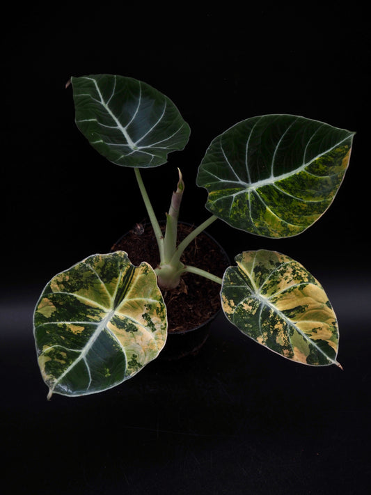 Alocasia Velours Noir Aurea