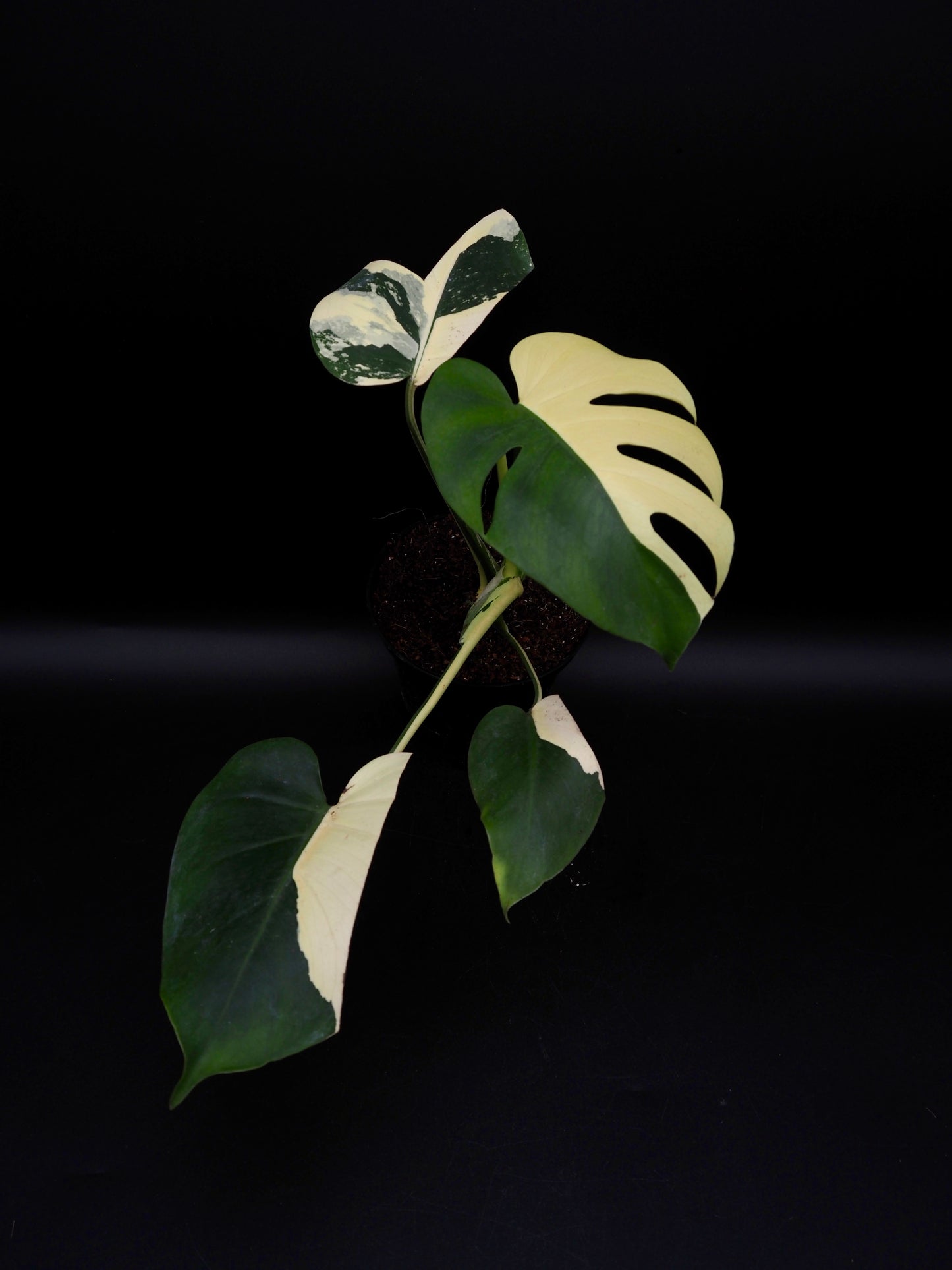 Monstera Deliciosa Lemon Pom Pom