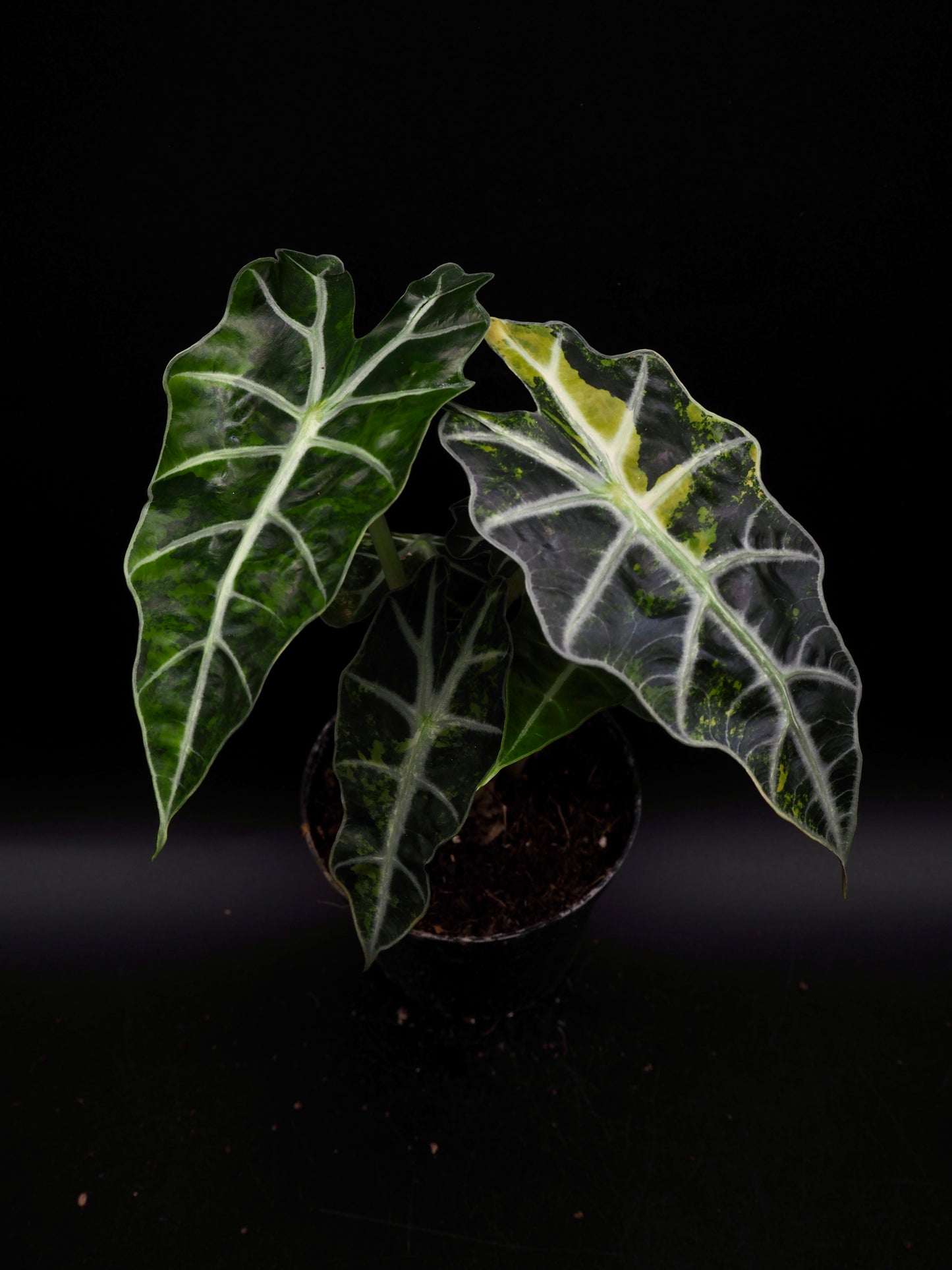 Alocasia Polly Aurea