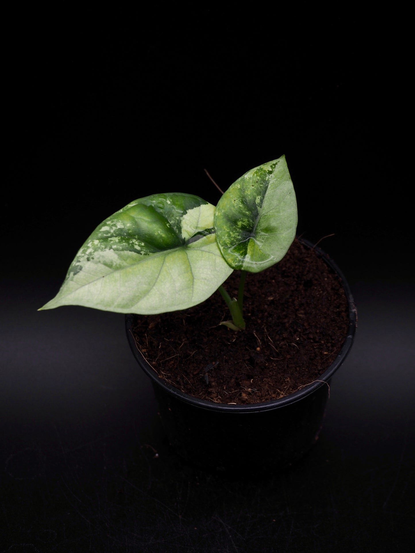 Alocasia Sinuata Albo