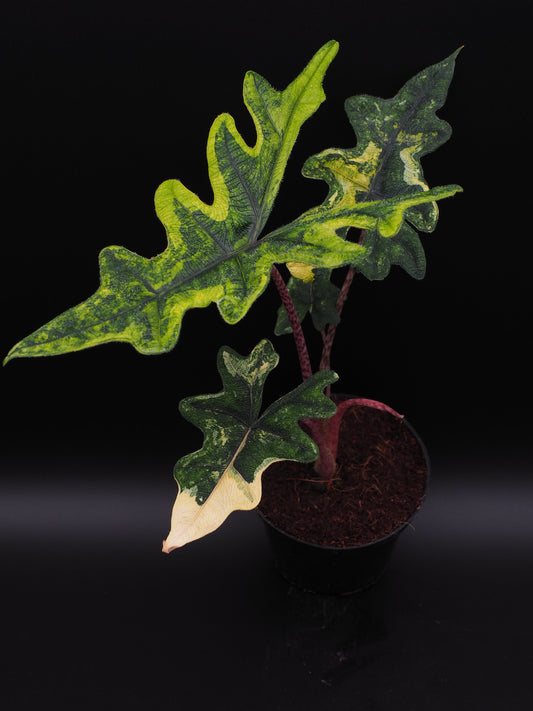 Alocasia Jacklyn Aurea Variegata