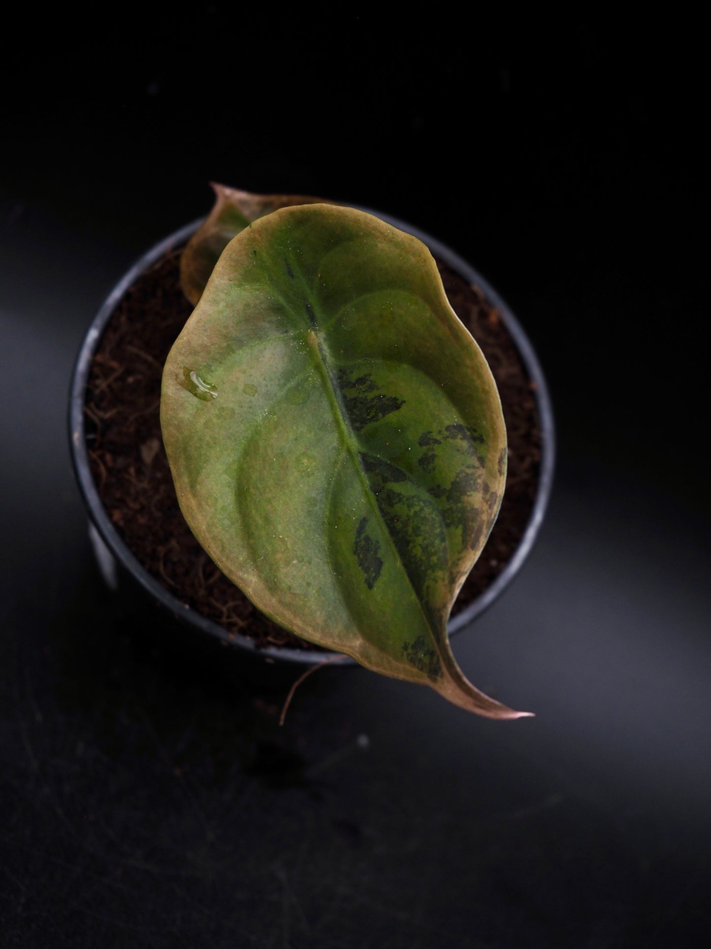 Alocasia Cuprea Latte Variegata