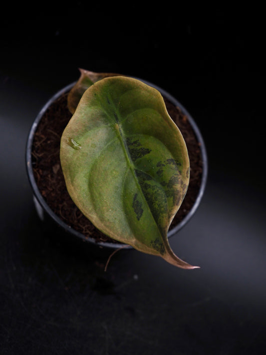 Alocasia Cuprea Latte Variegata