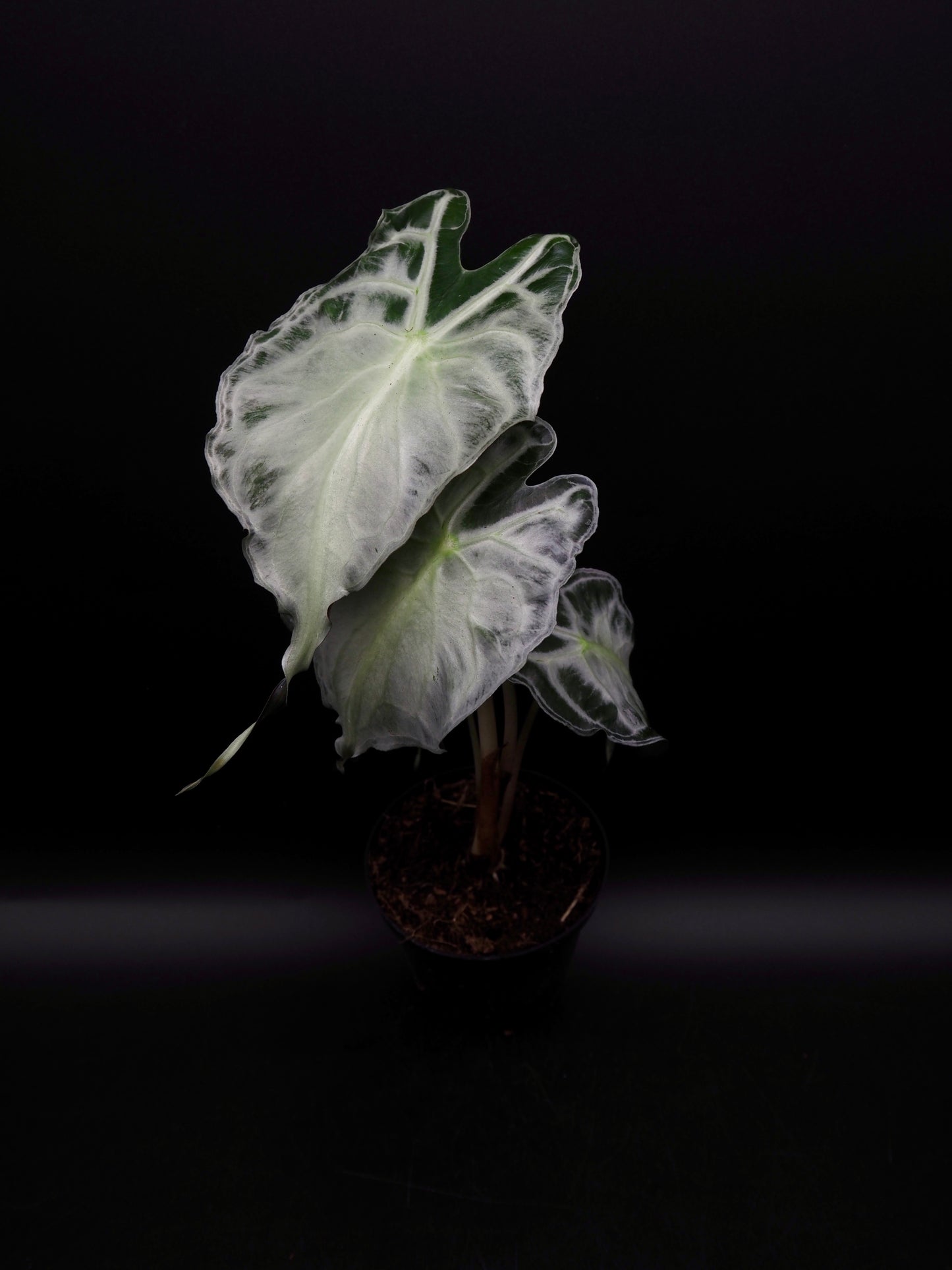 Venin d'Alocasia