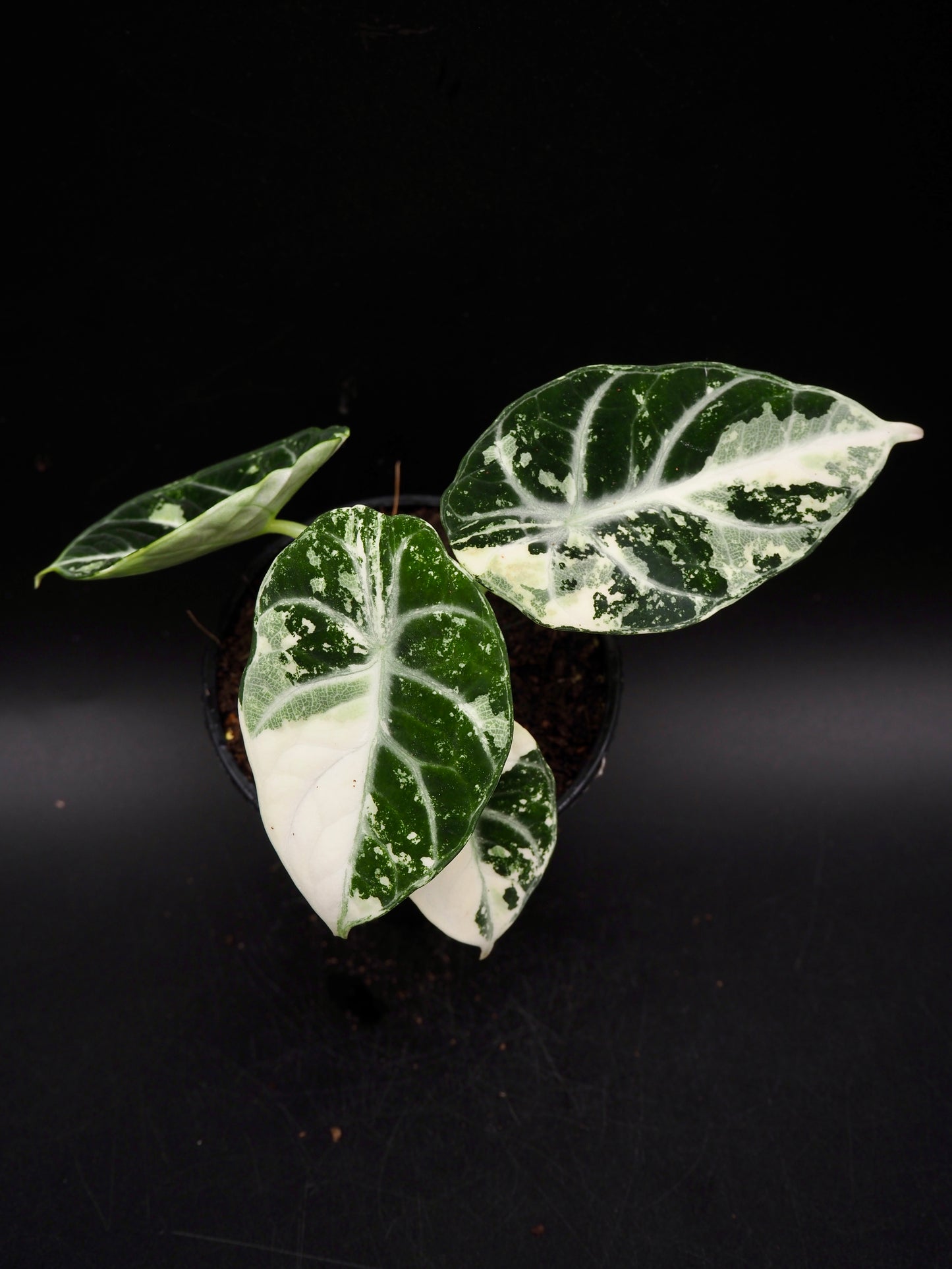 Alocasia Ninja Albo