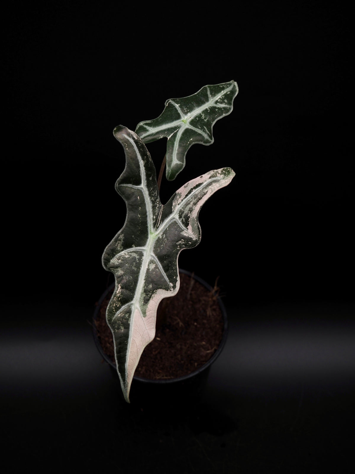 Alocasia Nobilis Rose