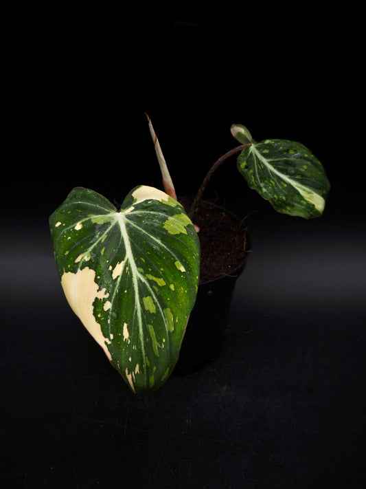 Philodendron Gloriosum Tricolor