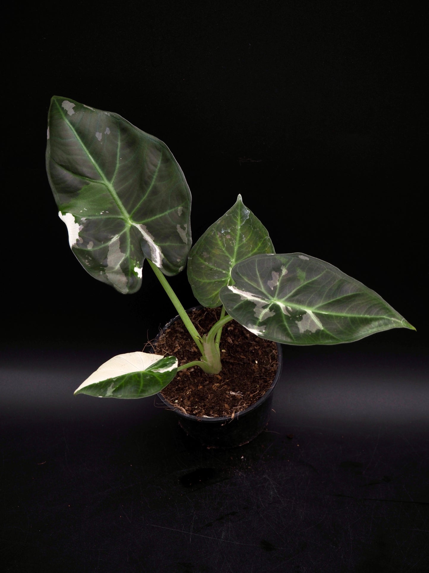 Alocasia Regal Shield Albo