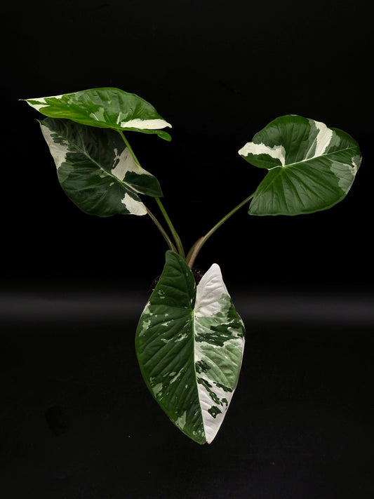 Alocasia Fornicata Albo