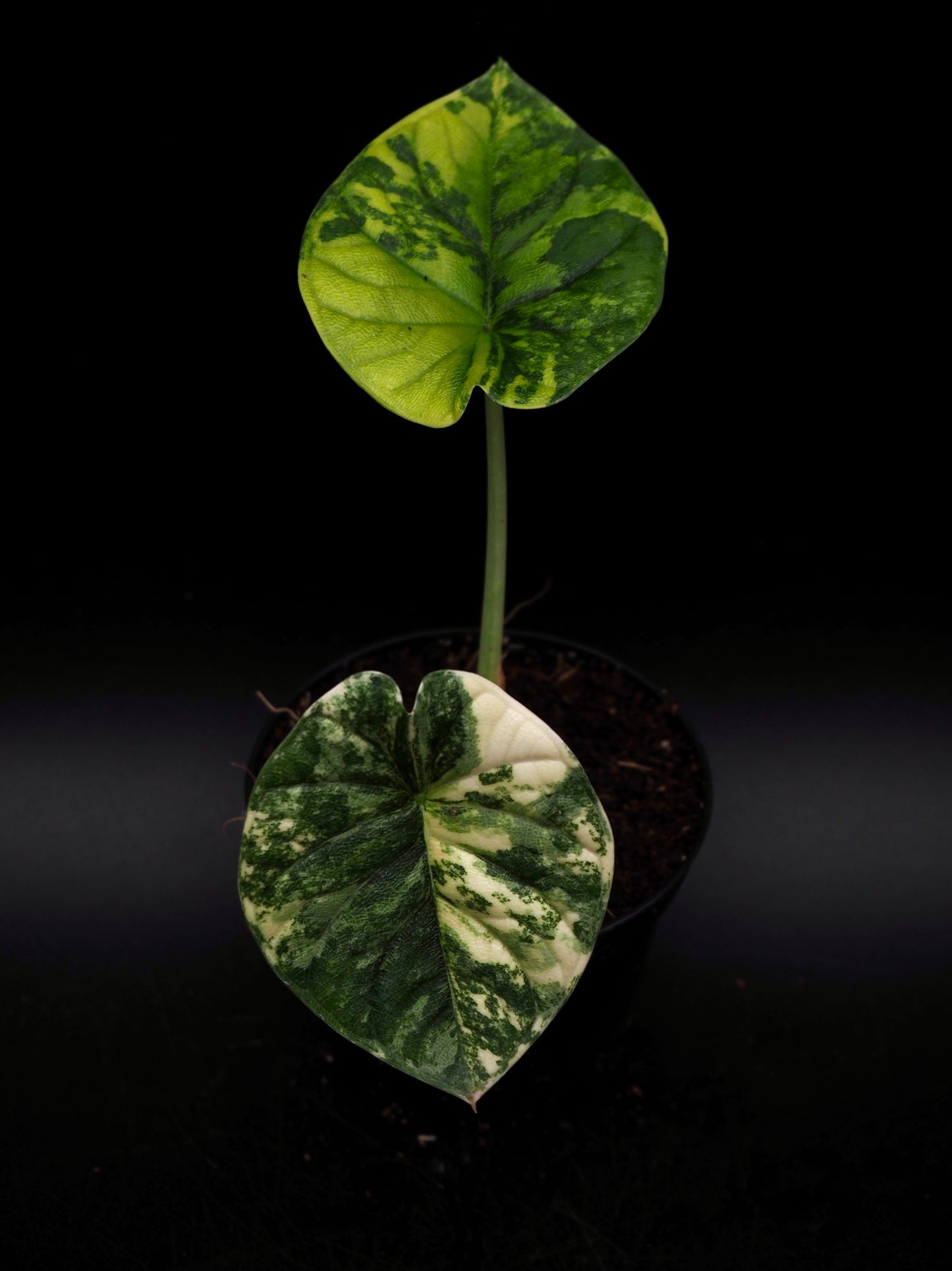 Alocasia Melo Aurea