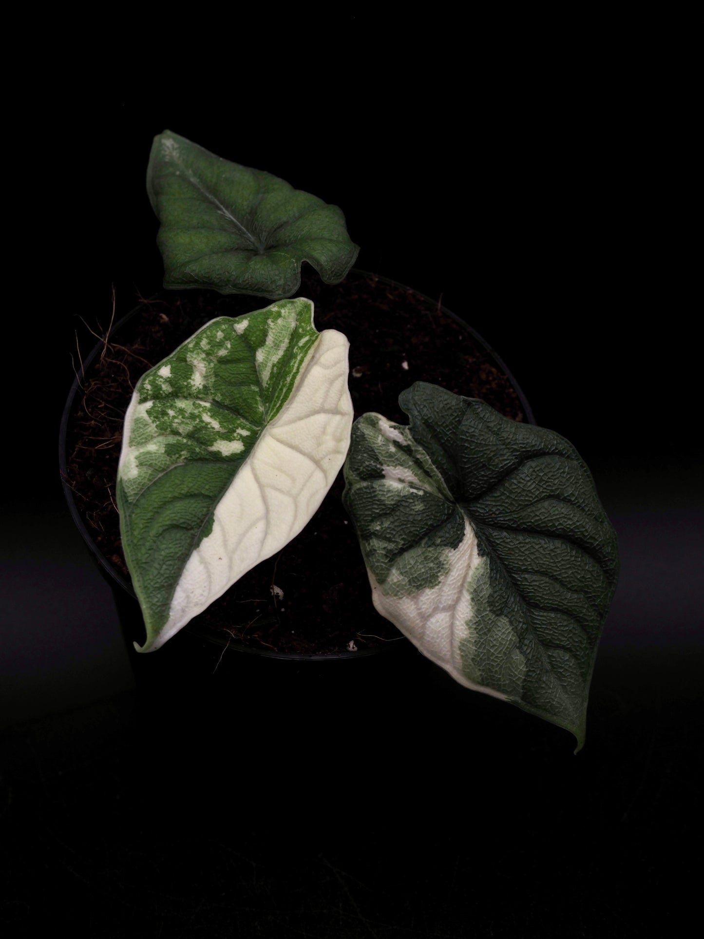 Alocasia Melo Albo