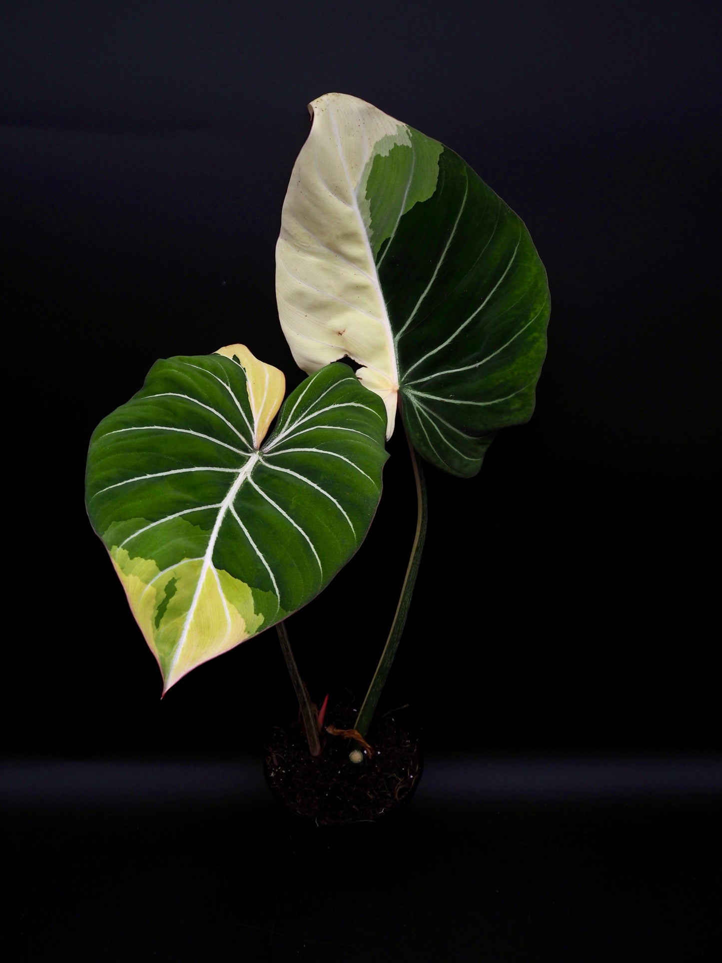 Philodendron Gloriosum Albo Variegata